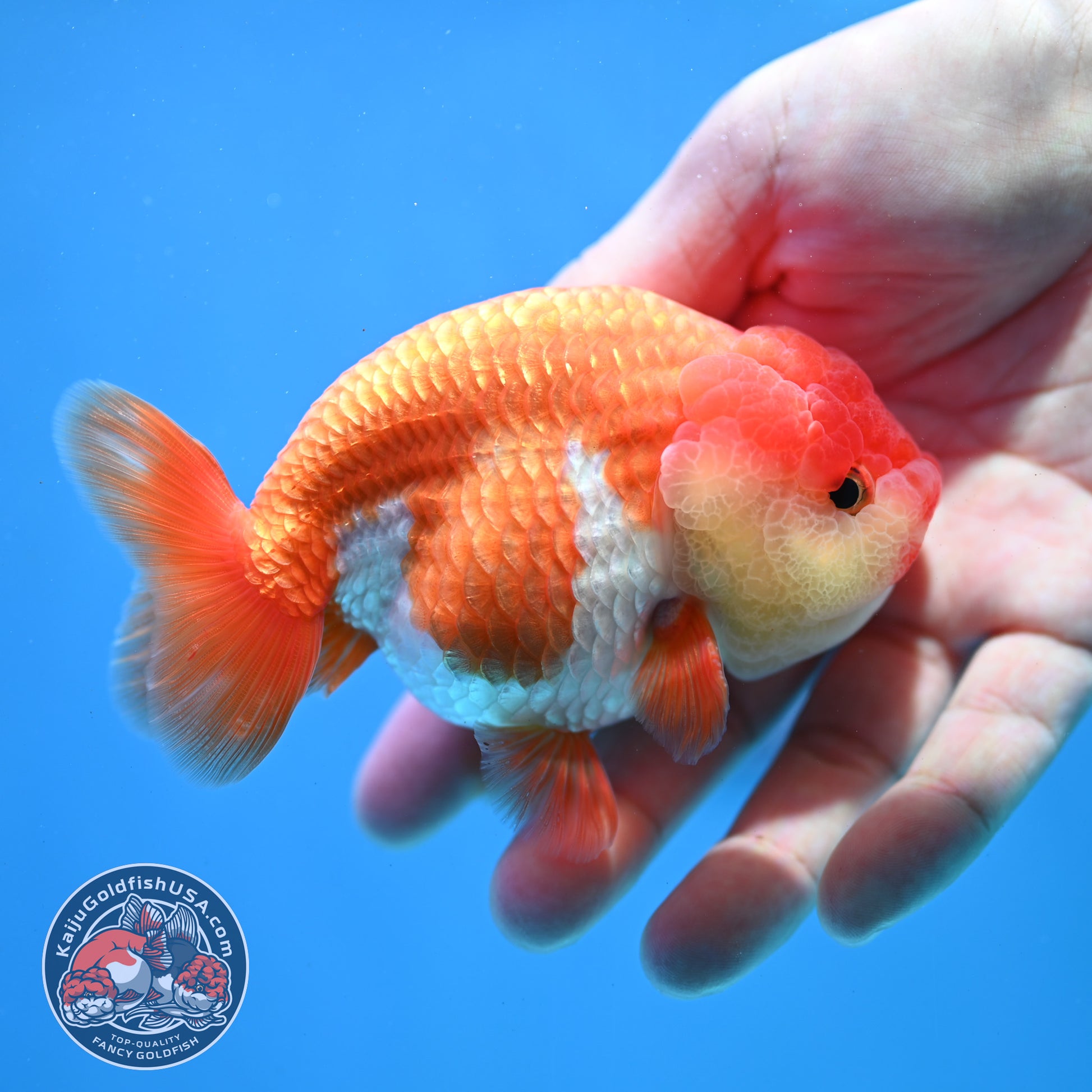 Red White Lionchu/Ranchu 4 inch Body (260320_RC02)