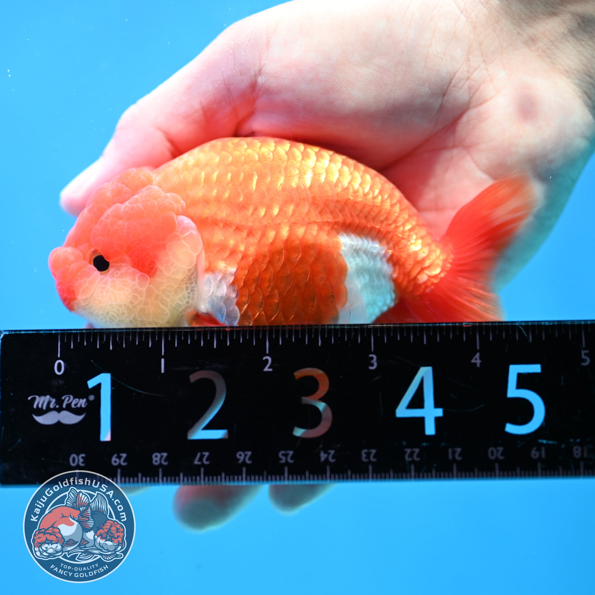 Red White Lionchu/Ranchu 4 inch Body (260320_RC02)