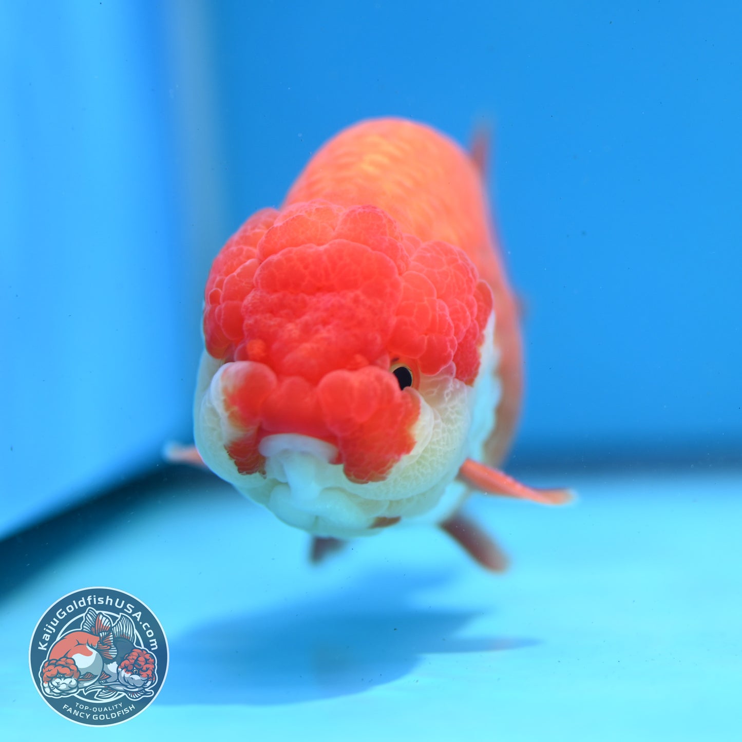 Red White Lionchu/Ranchu 4 inch Body (260320_RC02)