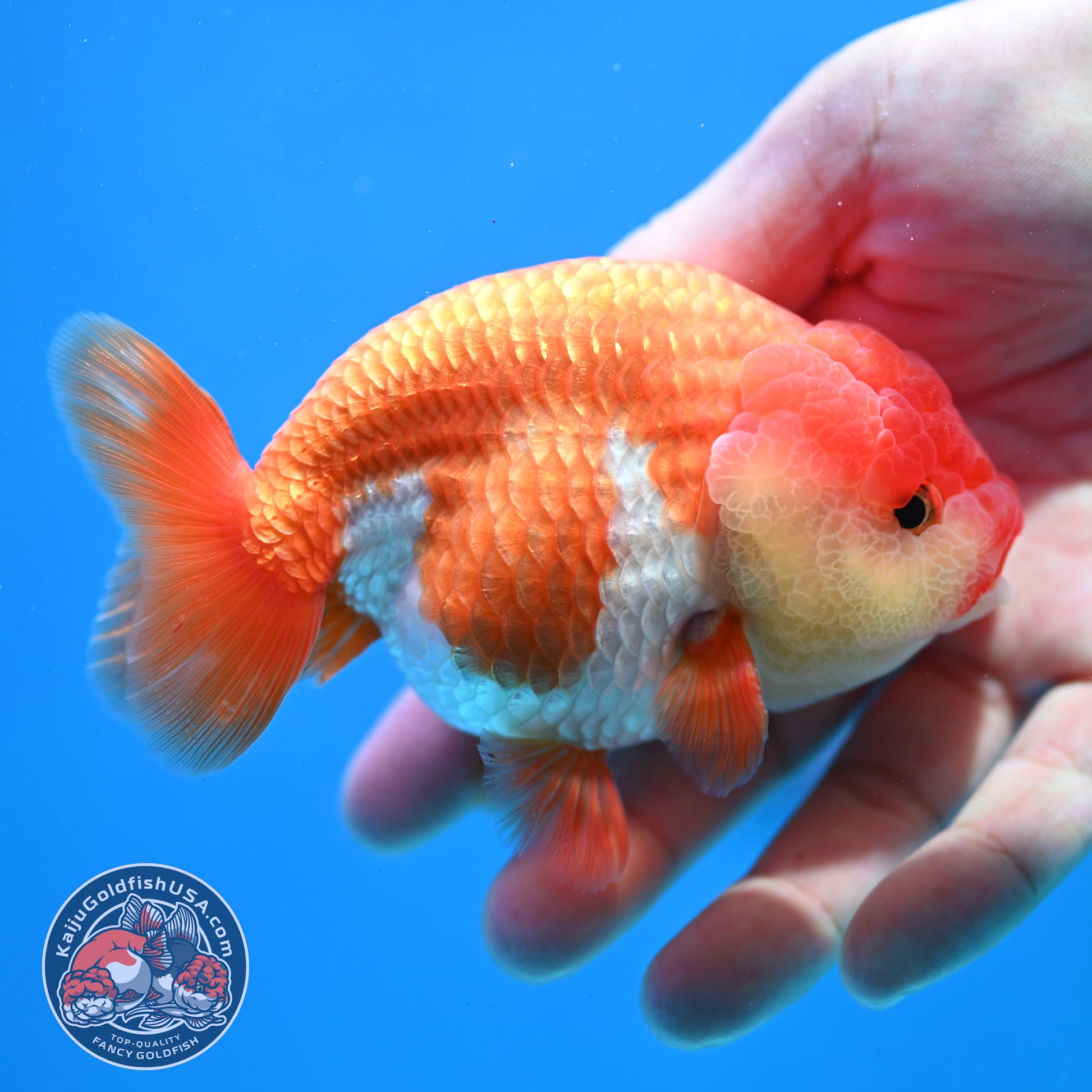 Red White Lionchu/Ranchu 4 inch Body (260320_RC02)