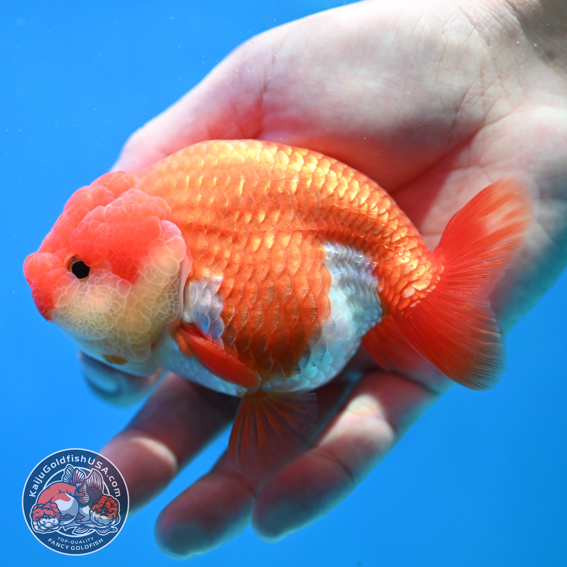 Red White Lionchu/Ranchu 4 inch Body (260320_RC02)