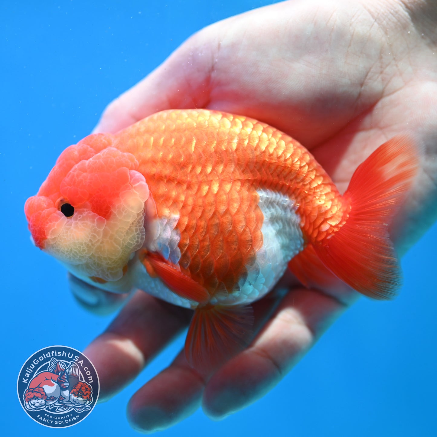 Red White Lionchu/Ranchu 4 inch Body (260320_RC02)