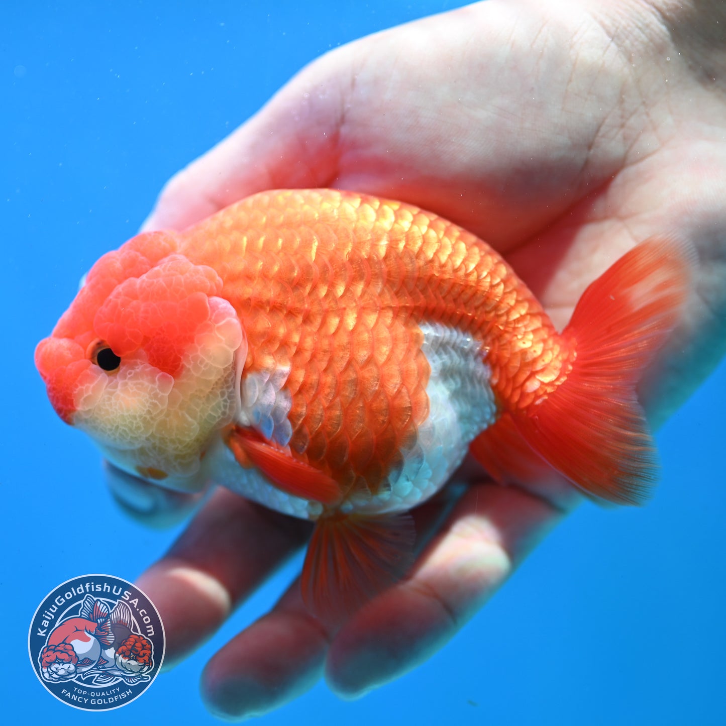 Red White Lionchu/Ranchu 4 inch Body (260320_RC02)