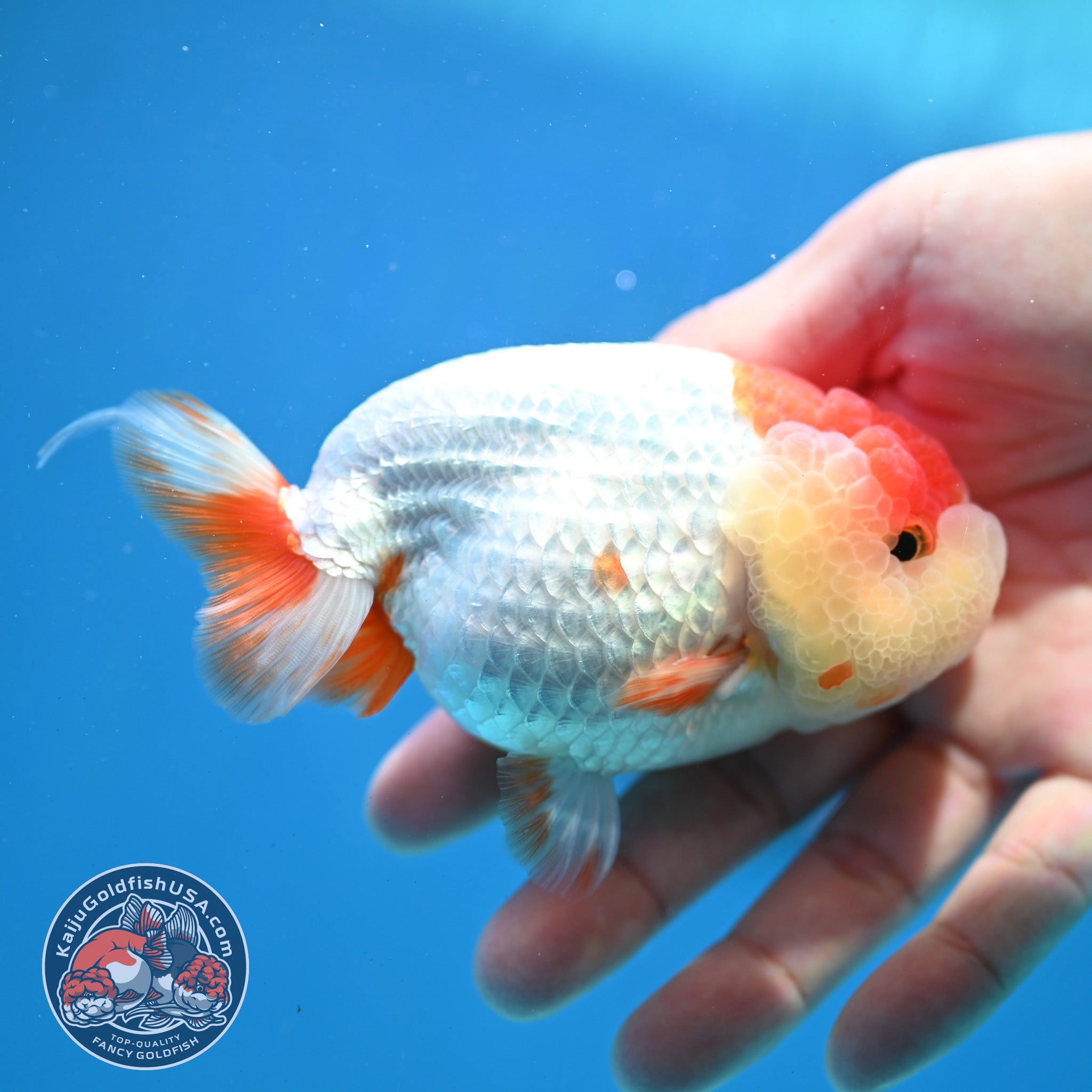 Red White Lionchu/Ranchu 4 inch Body (260320_RC05) – Kaiju Goldfish USA