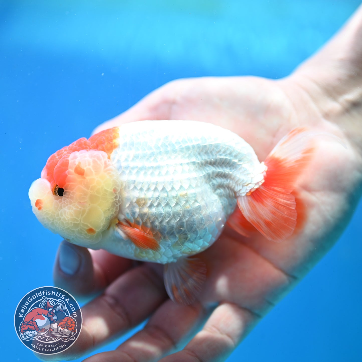Red White Lionchu/Ranchu 4 inch Body (260320_RC05)