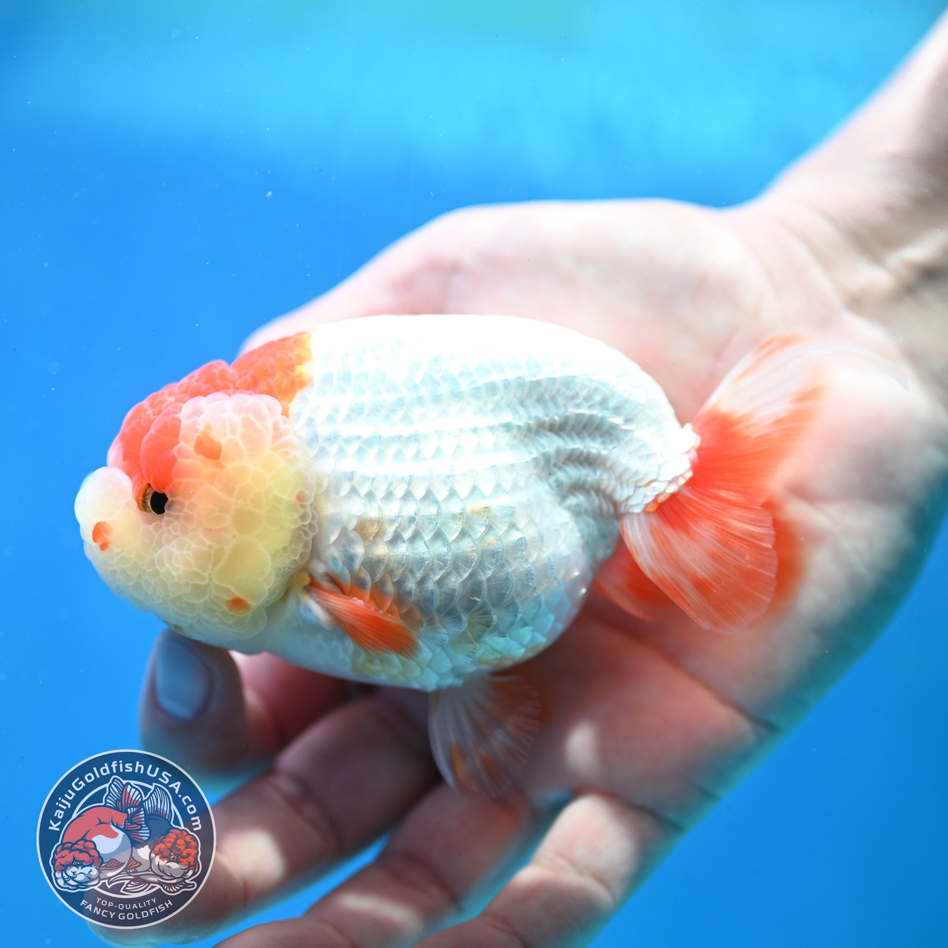 Red White Lionchu/Ranchu 4 inch Body (260320_RC05)
