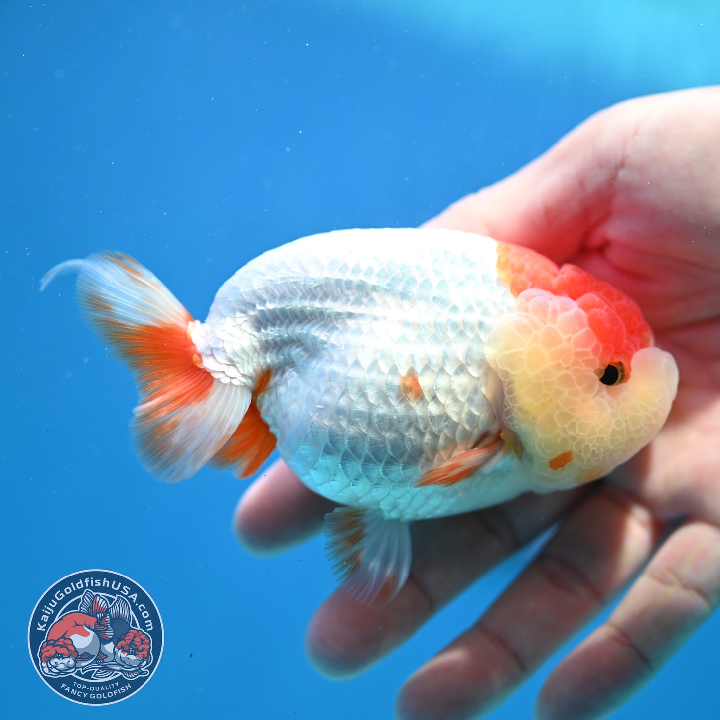 Red White Lionchu/Ranchu 4 inch Body (260320_RC05)