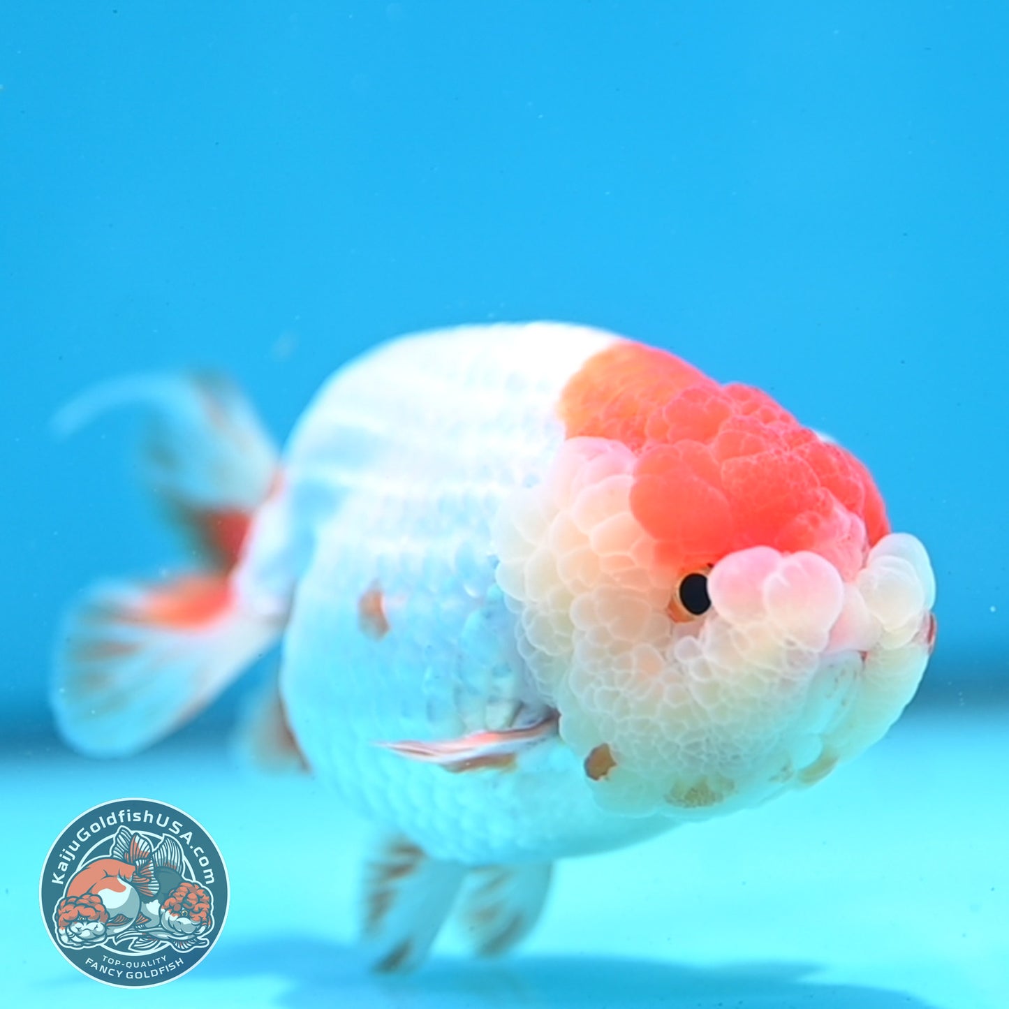 Red White Lionchu/Ranchu 4 inch Body (260320_RC05)