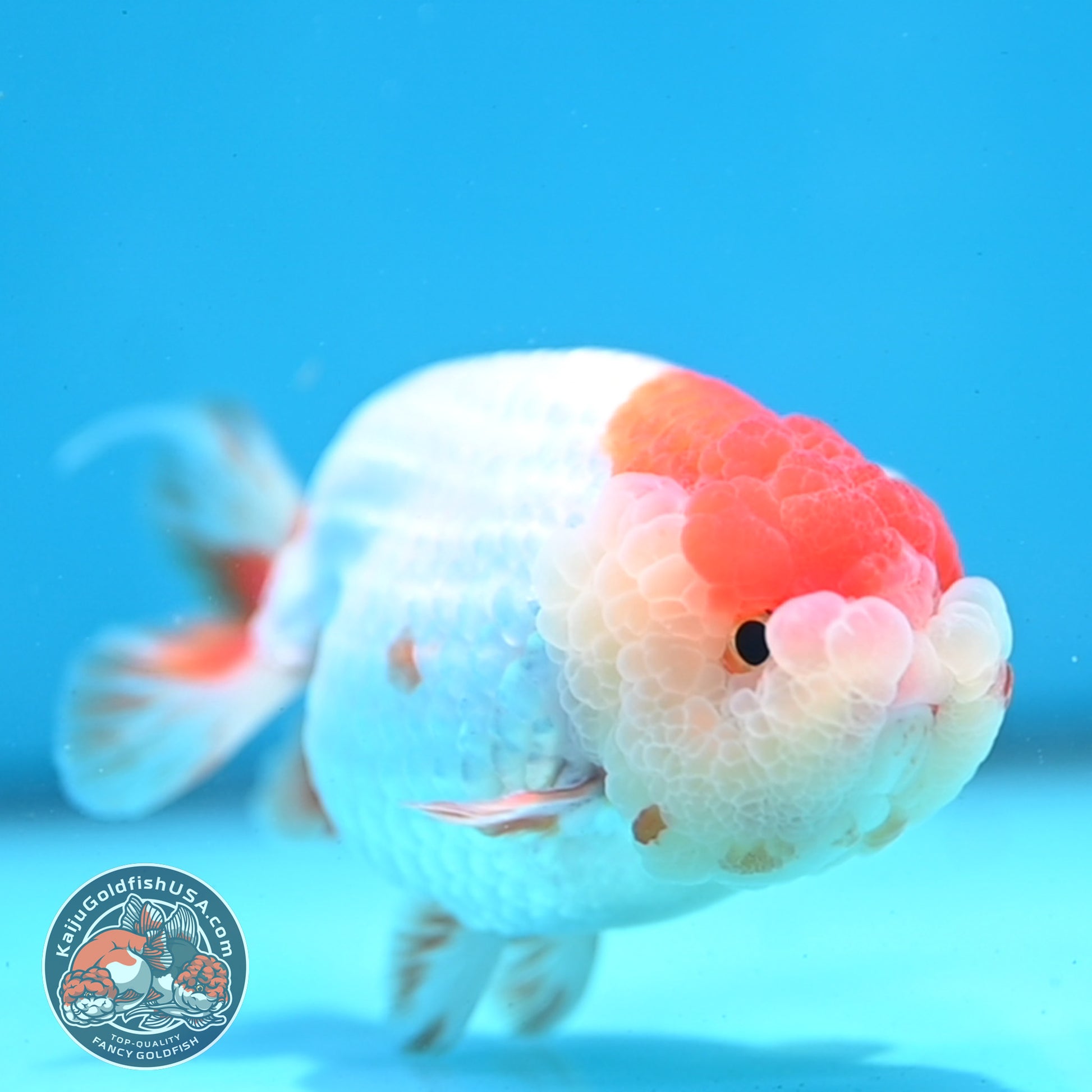 Red White Lionchu/Ranchu 4 inch Body (260320_RC05)