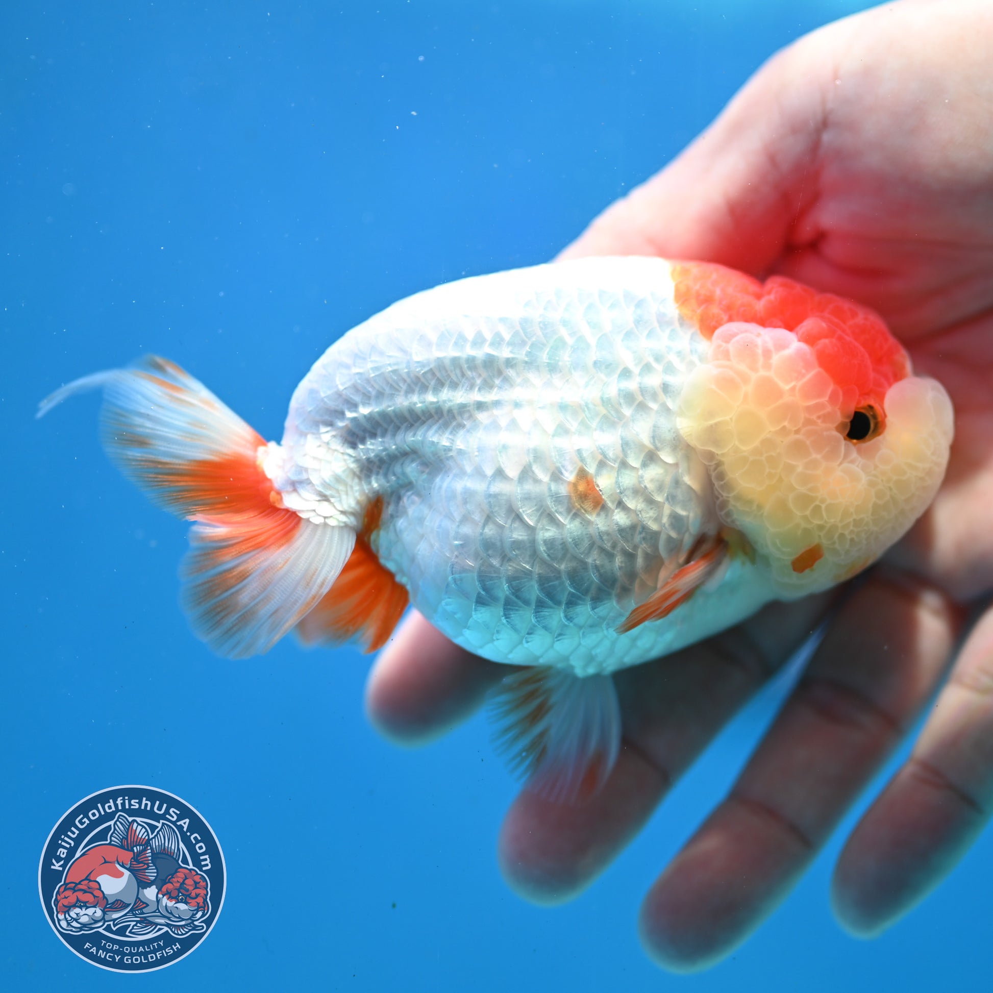 Red White Lionchu/Ranchu 4 inch Body (260320_RC05)