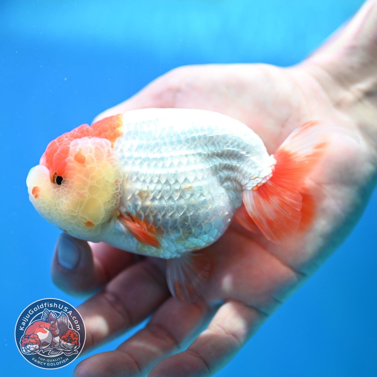 Red White Lionchu/Ranchu 4 inch Body (260320_RC05)