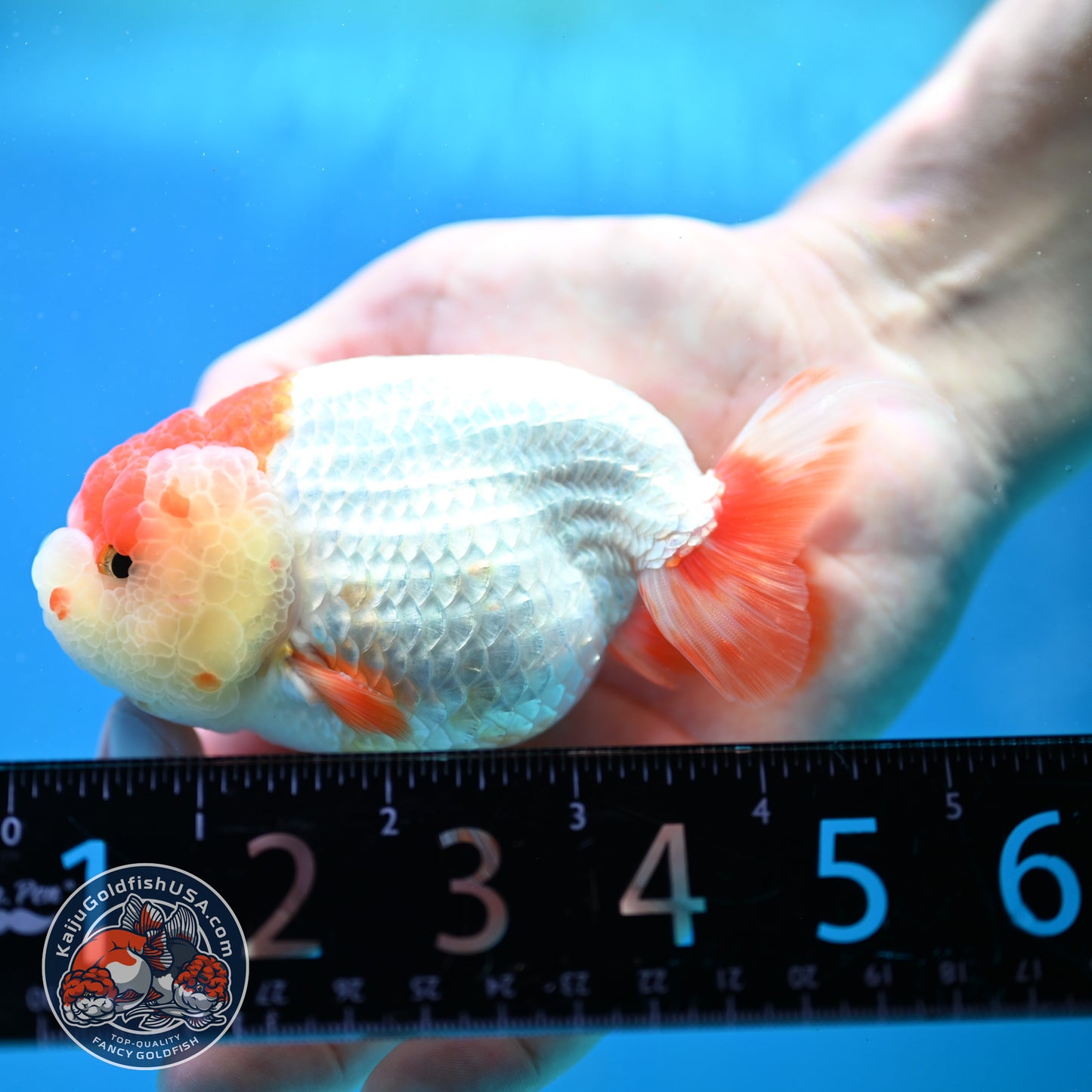 Red White Lionchu/Ranchu 4 inch Body (260320_RC05)