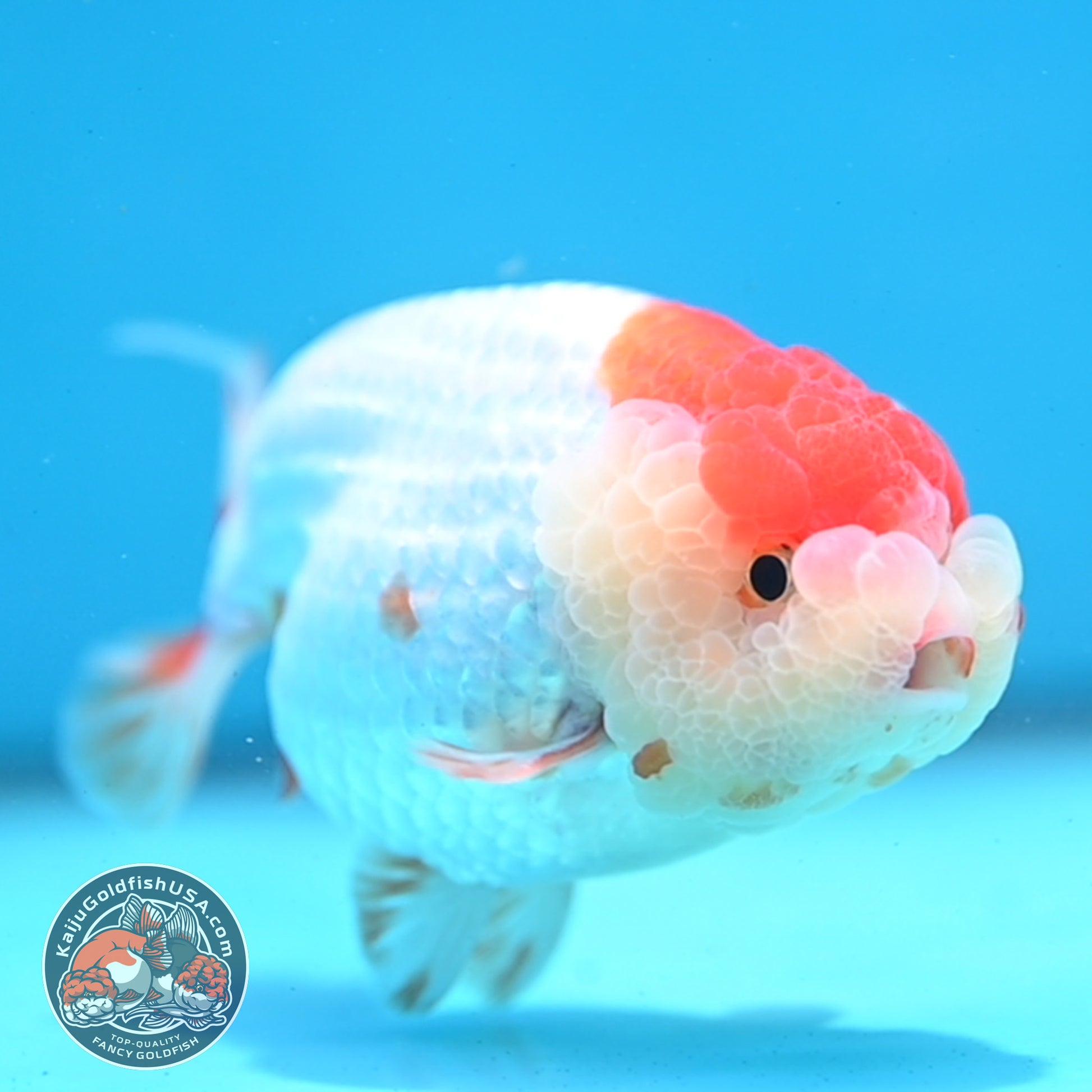Red White Lionchu/Ranchu 4 inch Body (260320_RC05)