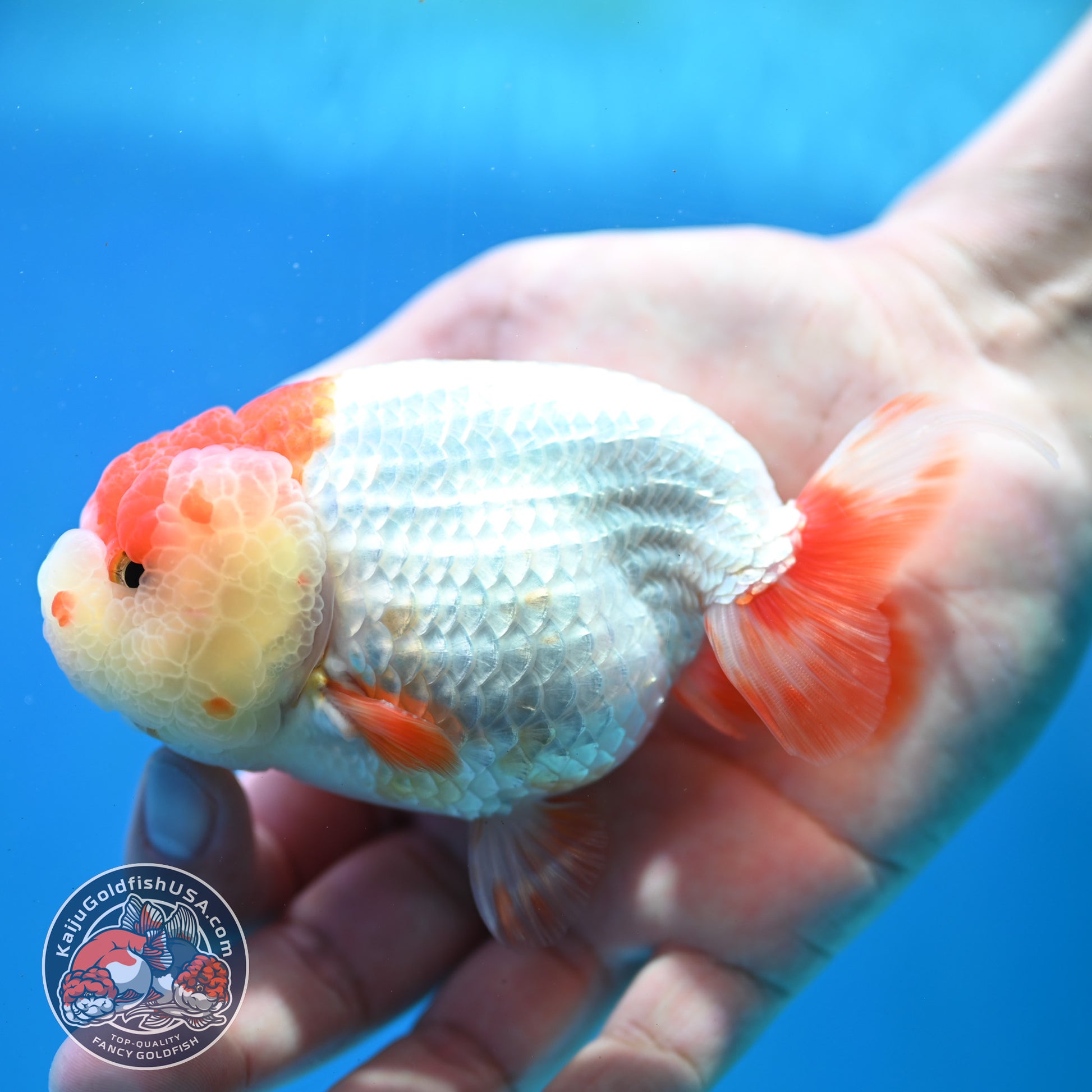 Red White Lionchu/Ranchu 4 inch Body (260320_RC05)