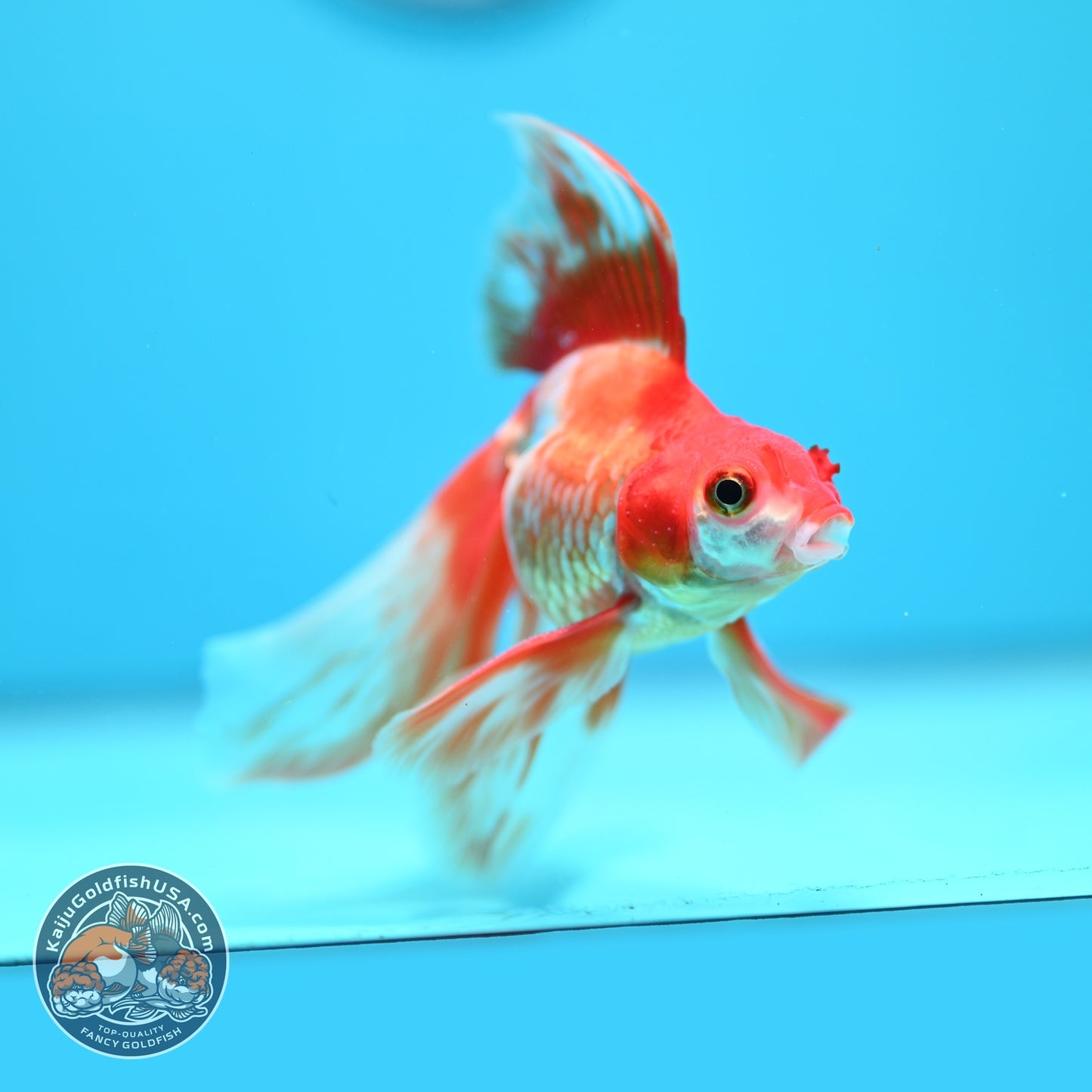 Red White Long Veil Tail Ryukin 3 inch Body (260828_RY02)