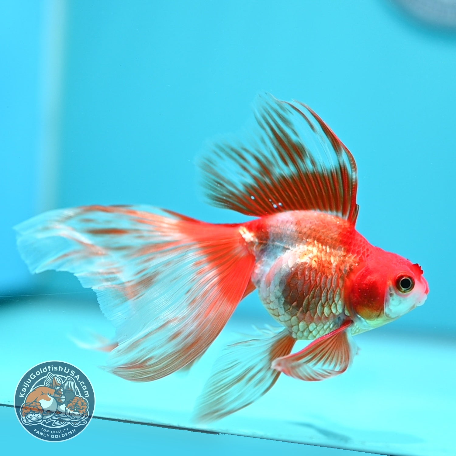 Red White Long Veil Tail Ryukin 3 inch Body (260828_RY02)