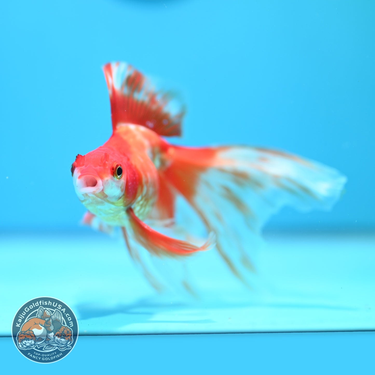 Red White Long Veil Tail Ryukin 3 inch Body (260828_RY02)
