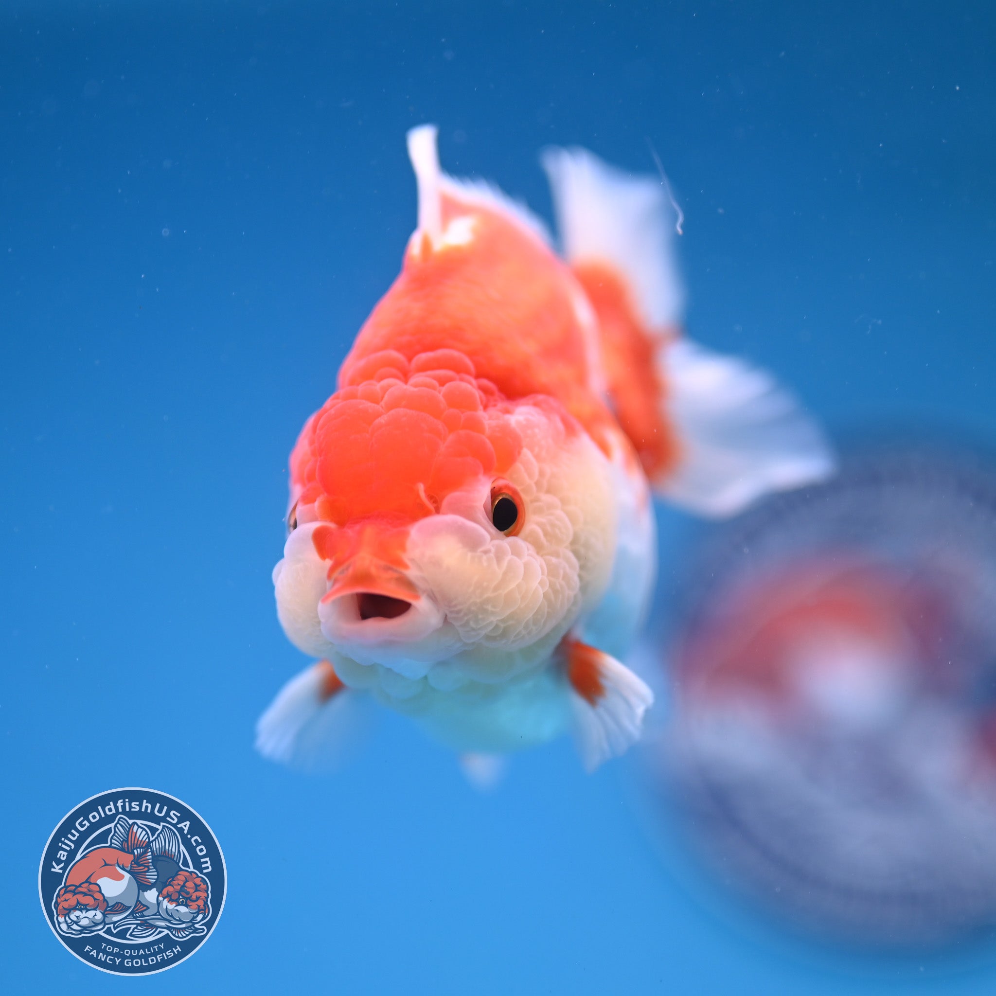 3 Inch Goldfish Red White Oranda 3 inch Body (251114_OR12) – Kaiju Goldfish USA