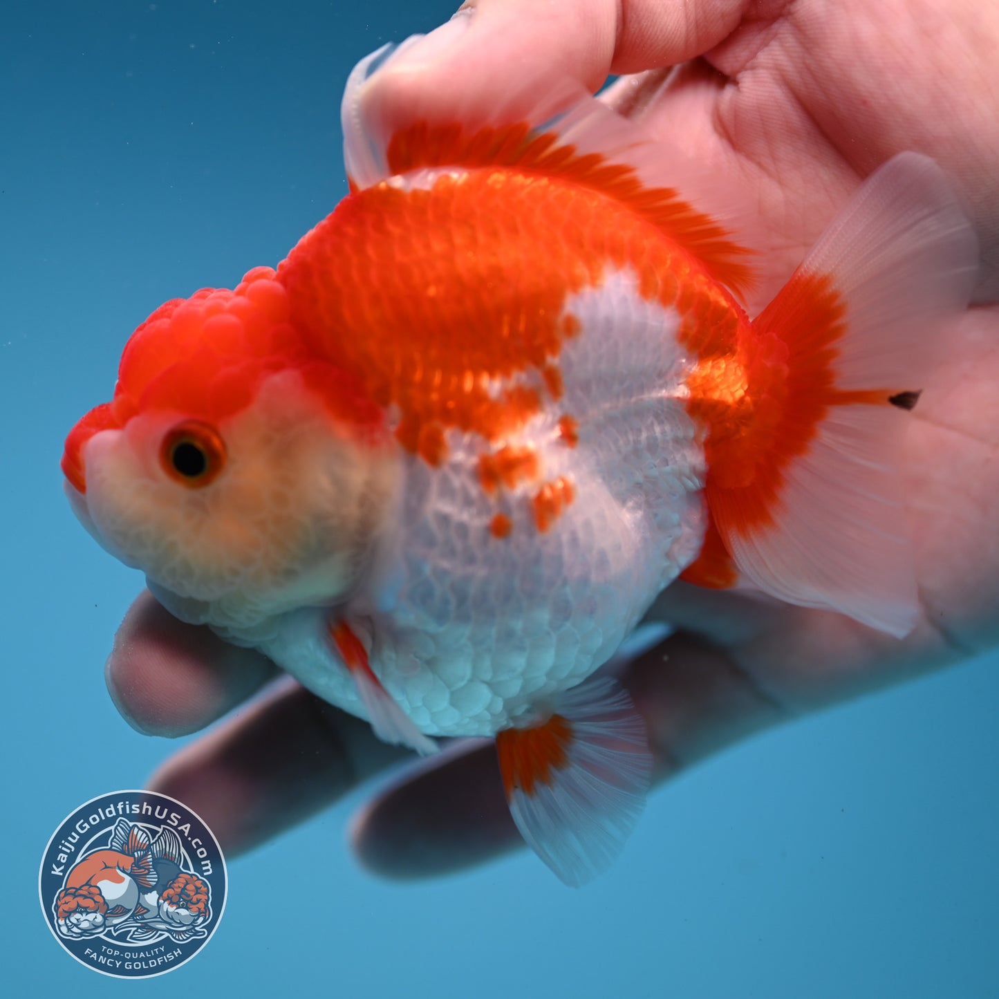 Red White Oranda 3 inch Body (251114_OR12)