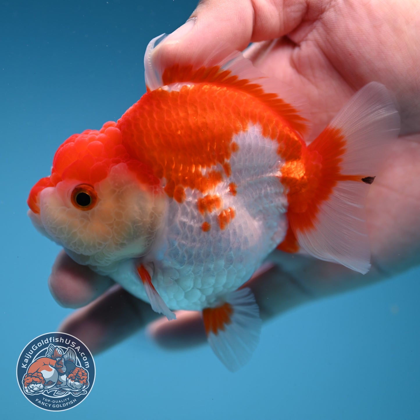 Red White Oranda 3 inch Body (251114_OR12)
