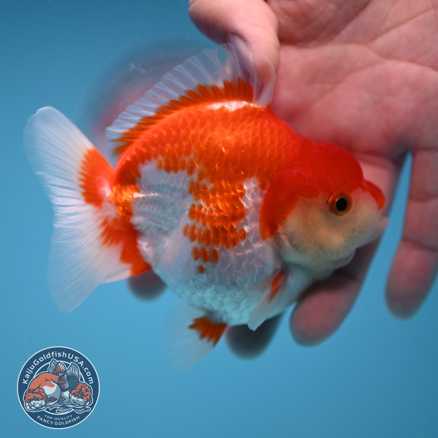 Red White Oranda 3 inch Body (251114_OR12)