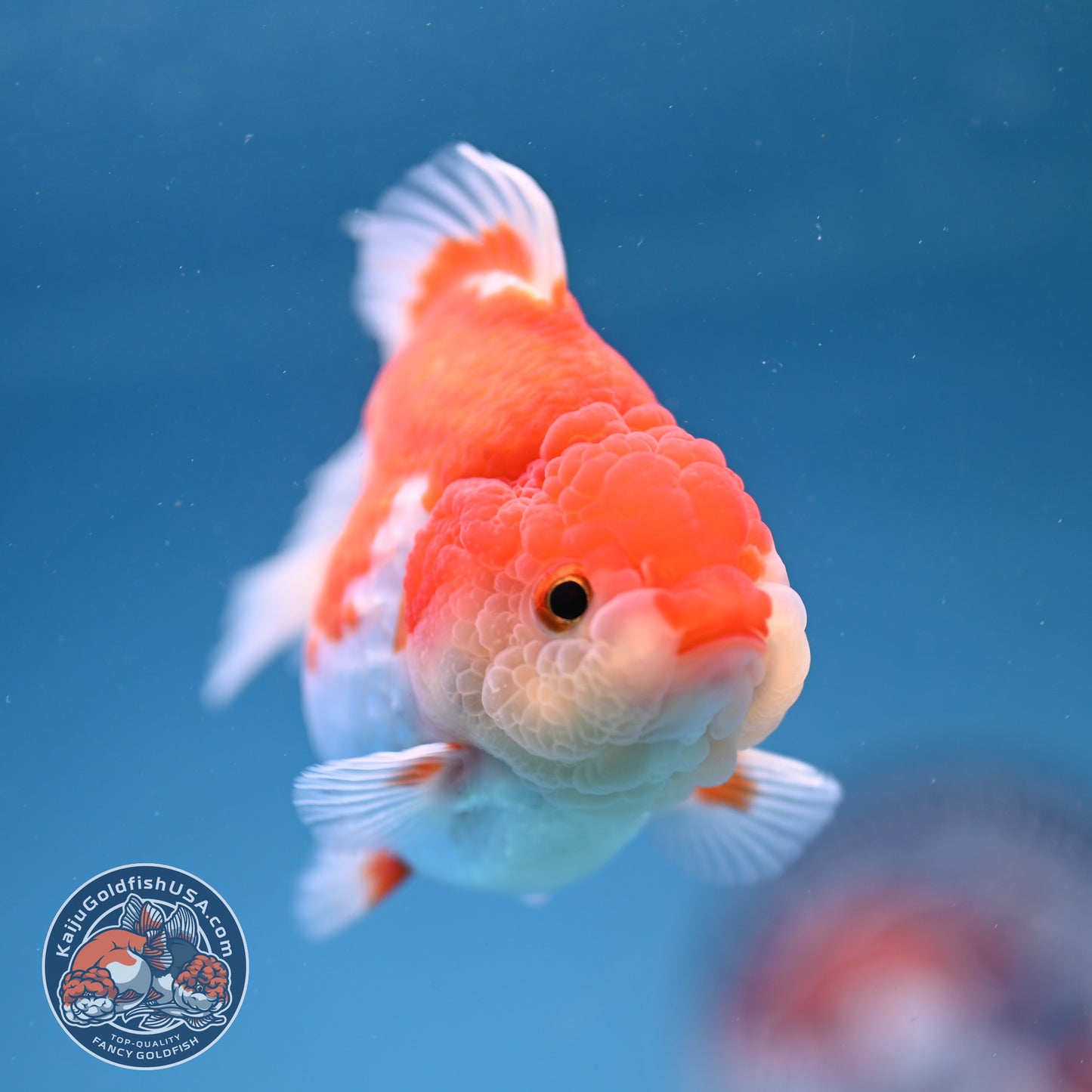 Red White Oranda 3 inch Body (251114_OR12)