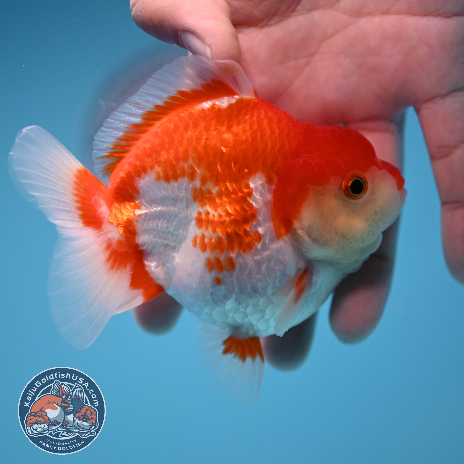 Red White Oranda 3 inch Body (251114_OR12)