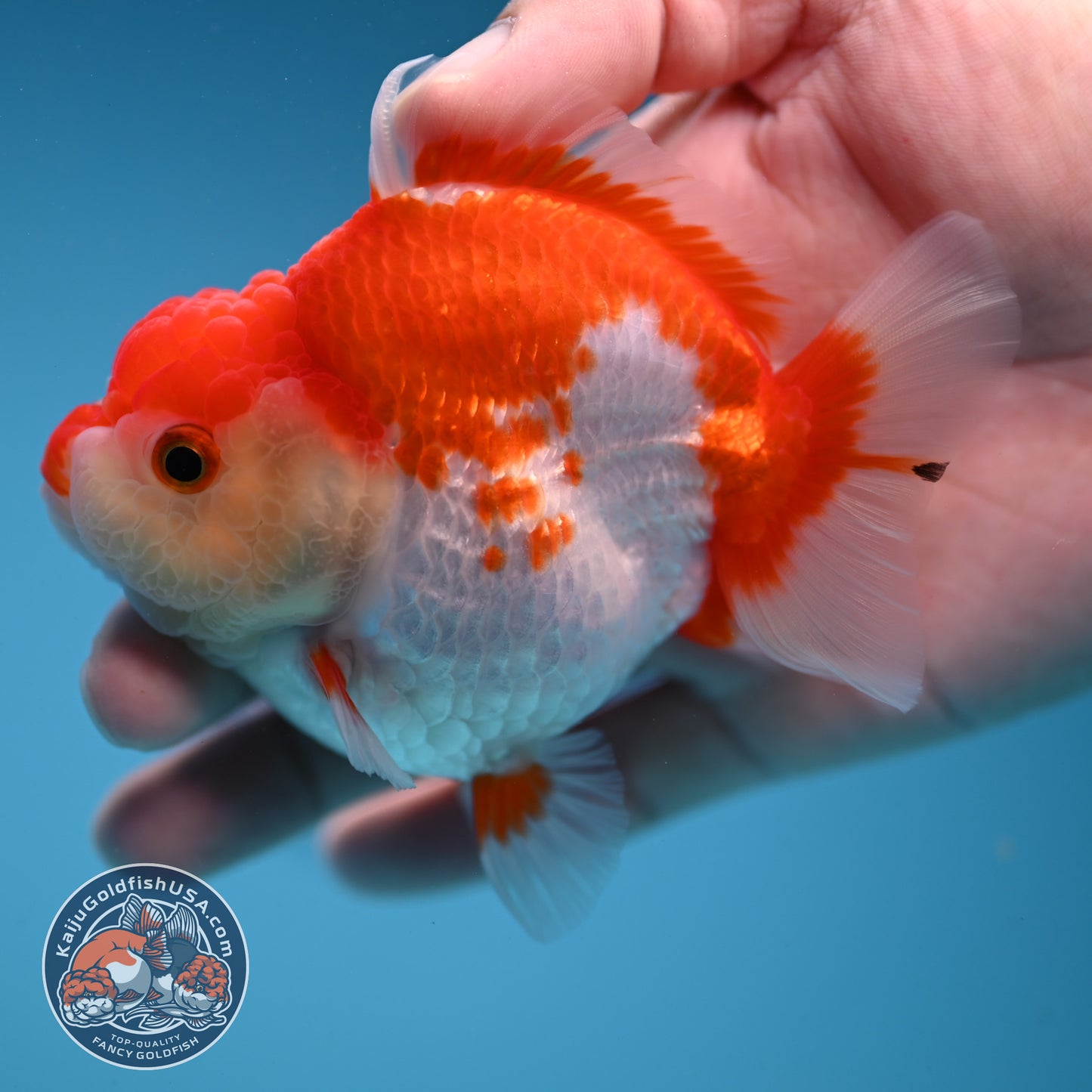 Red White Oranda 3 inch Body (251114_OR12)