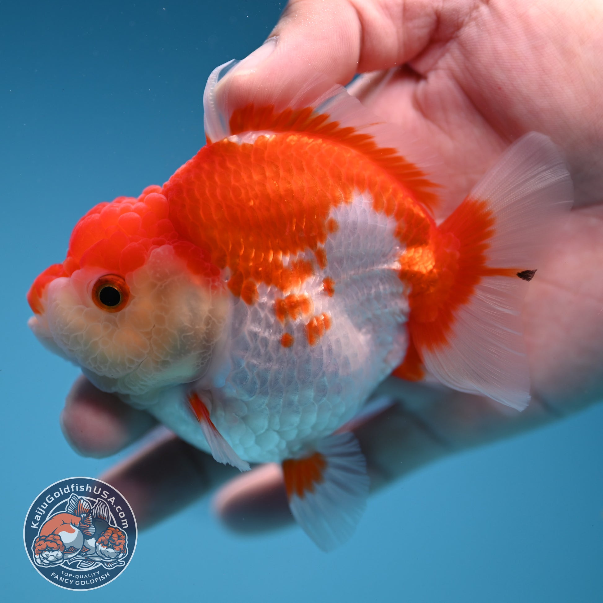 Red White Oranda 3 inch Body (251114_OR12)