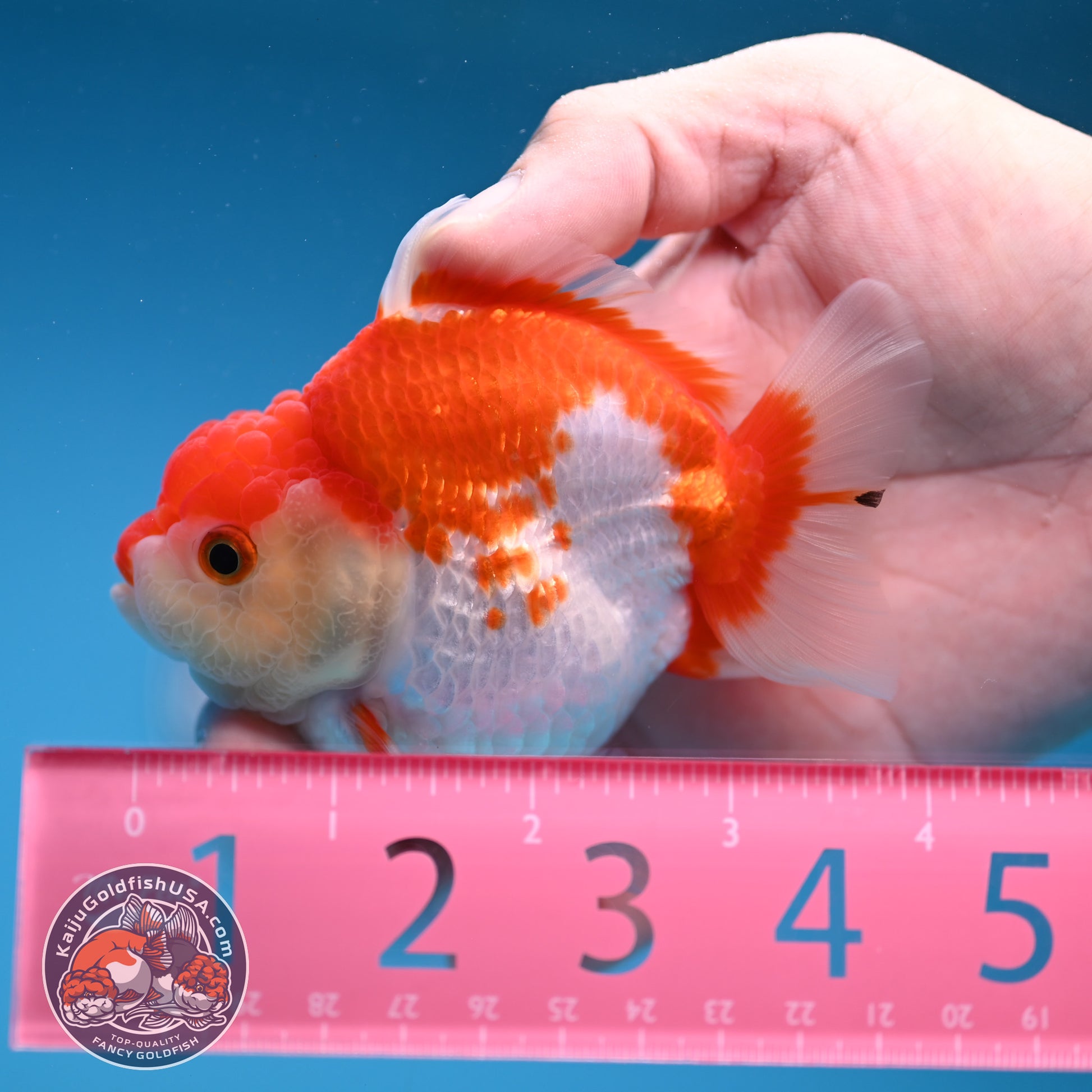 Red White Oranda 3 inch Body (251114_OR12)