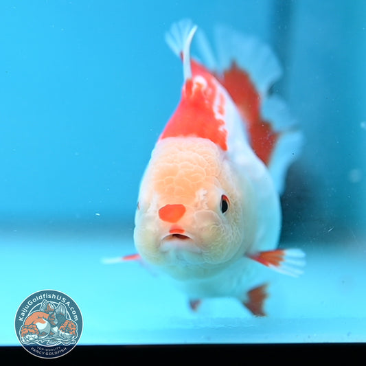 Red White Oranda 3.5 inch Body (251024_OR07)
