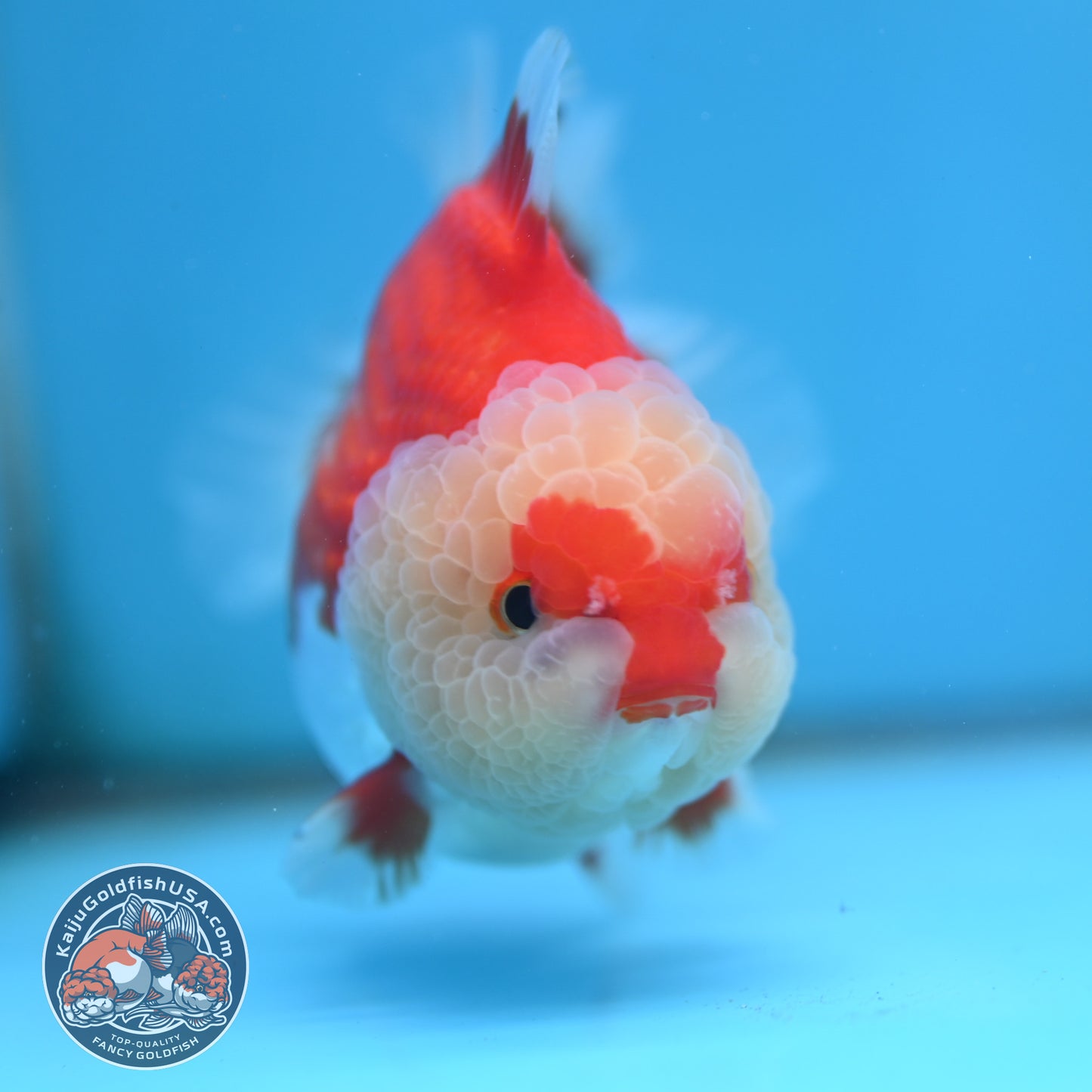 Red White Oranda 3.5 inch Body (251024_OR08)