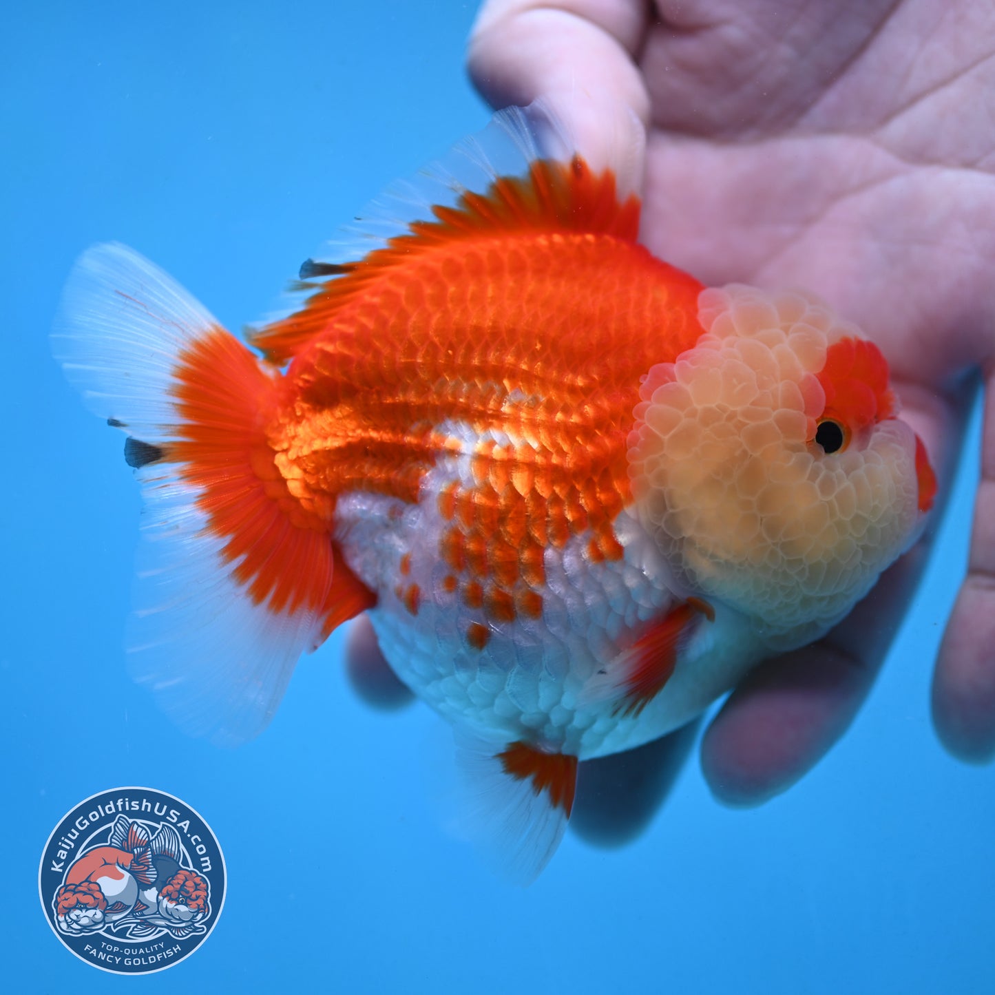 Red White Oranda 3.5 inch Body (251024_OR08)