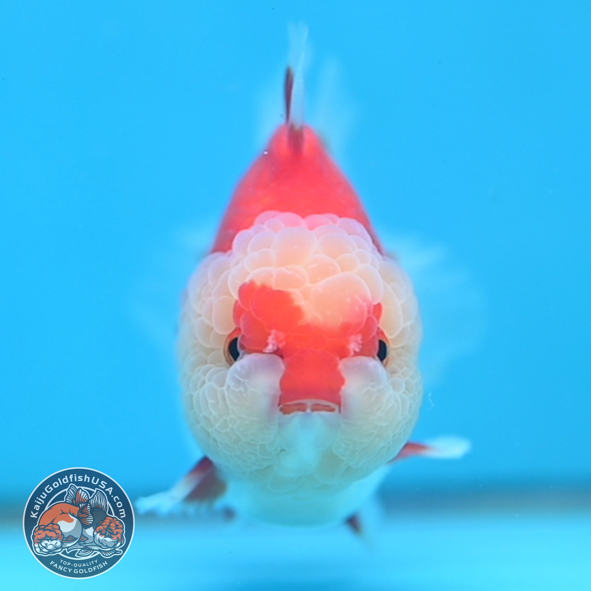 Red White Oranda 3.5 inch Body (251024_OR08)