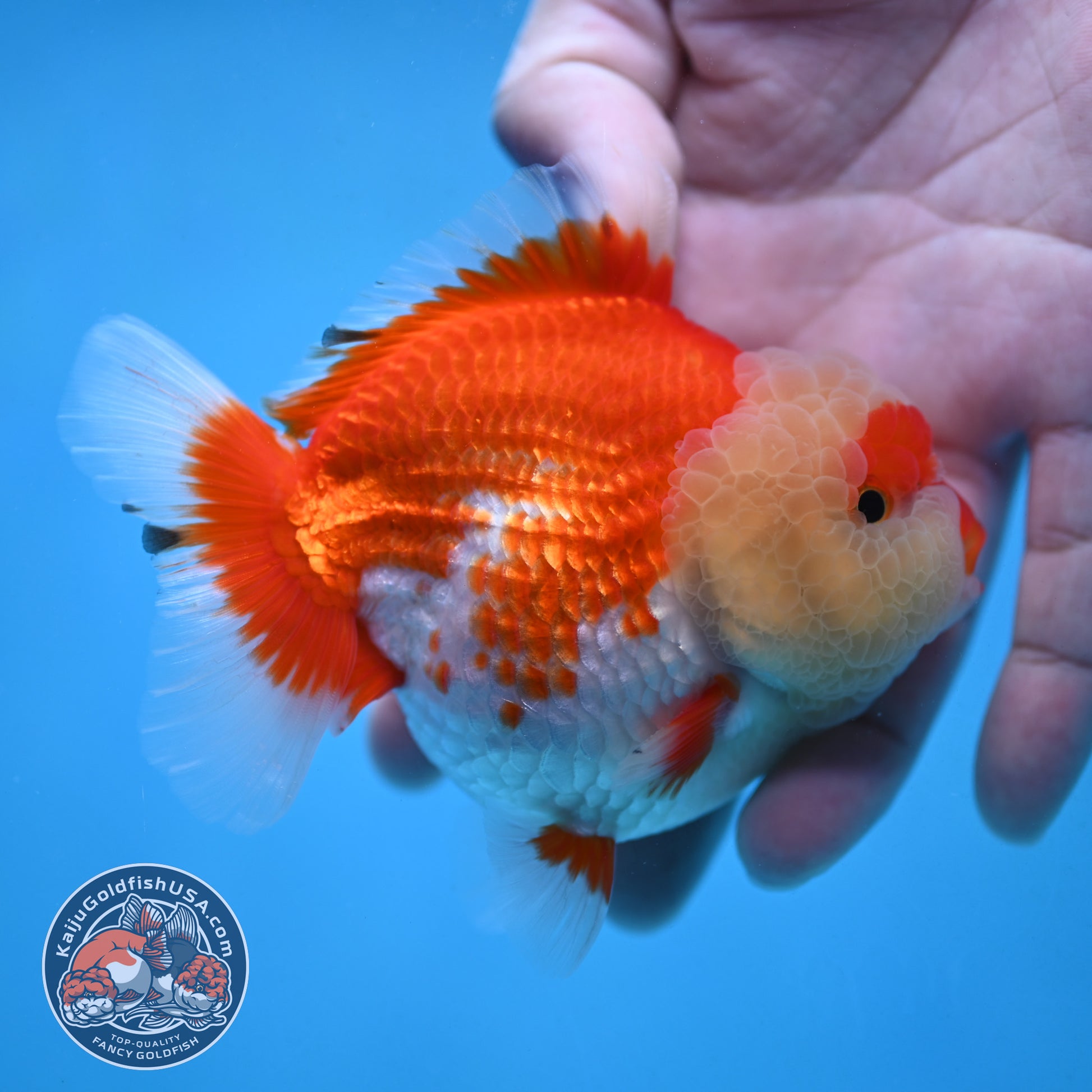 Red White Oranda 3.5 inch Body (251024_OR08)