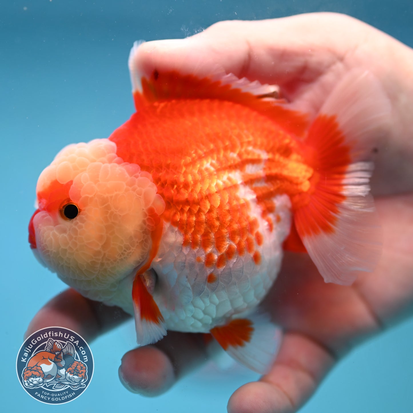 Red White Oranda 3.5 inch Body (251024_OR08)