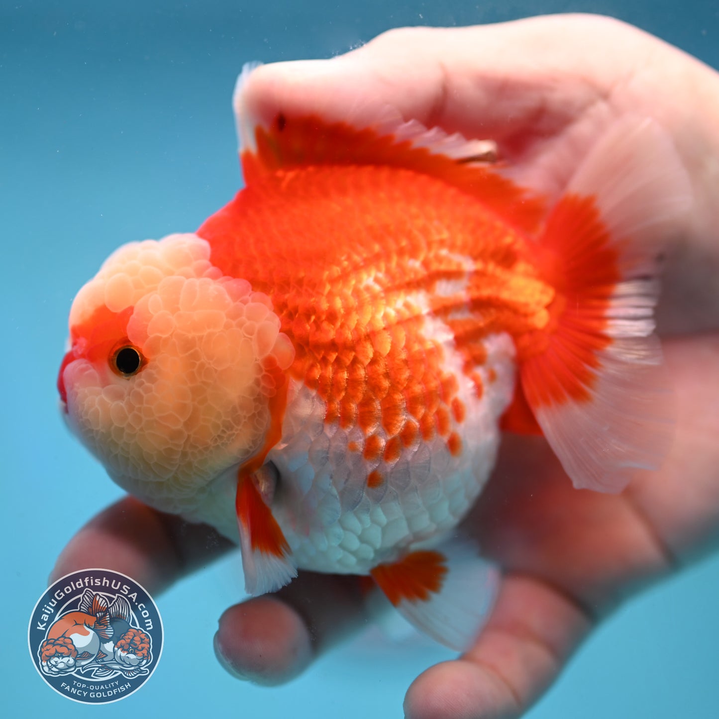 Red White Oranda 3.5 inch Body (251024_OR08)