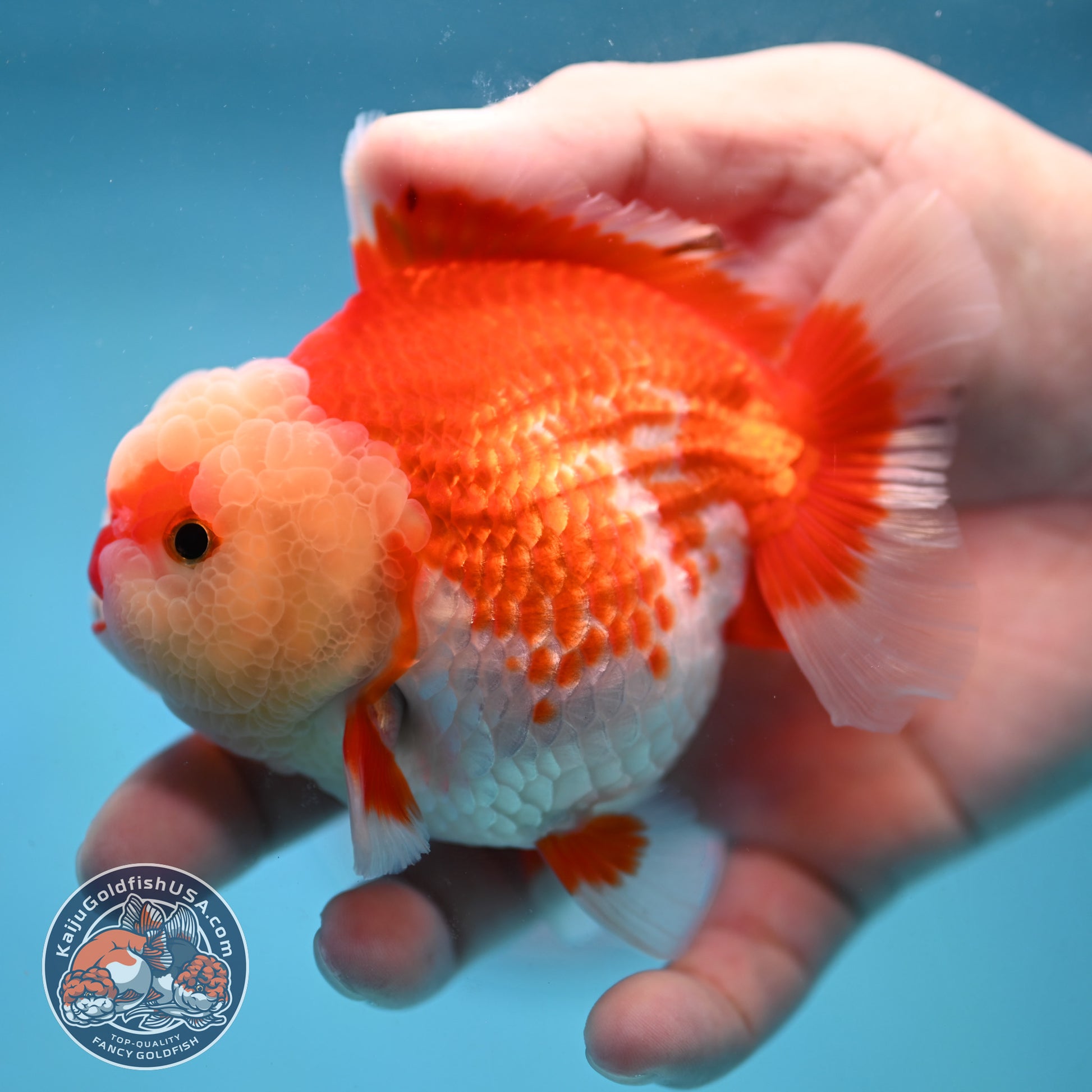 Red White Oranda 3.5 inch Body (251024_OR08)