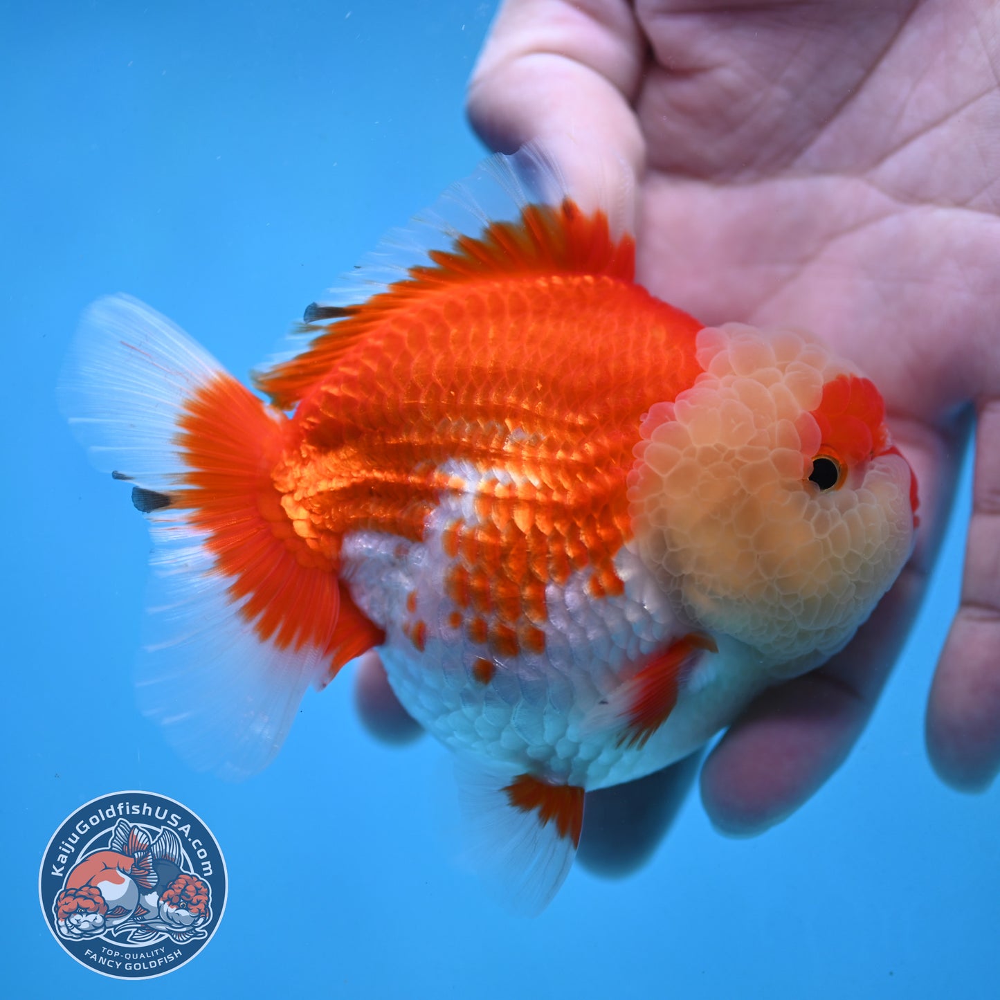 Red White Oranda 3.5 inch Body (251024_OR08)