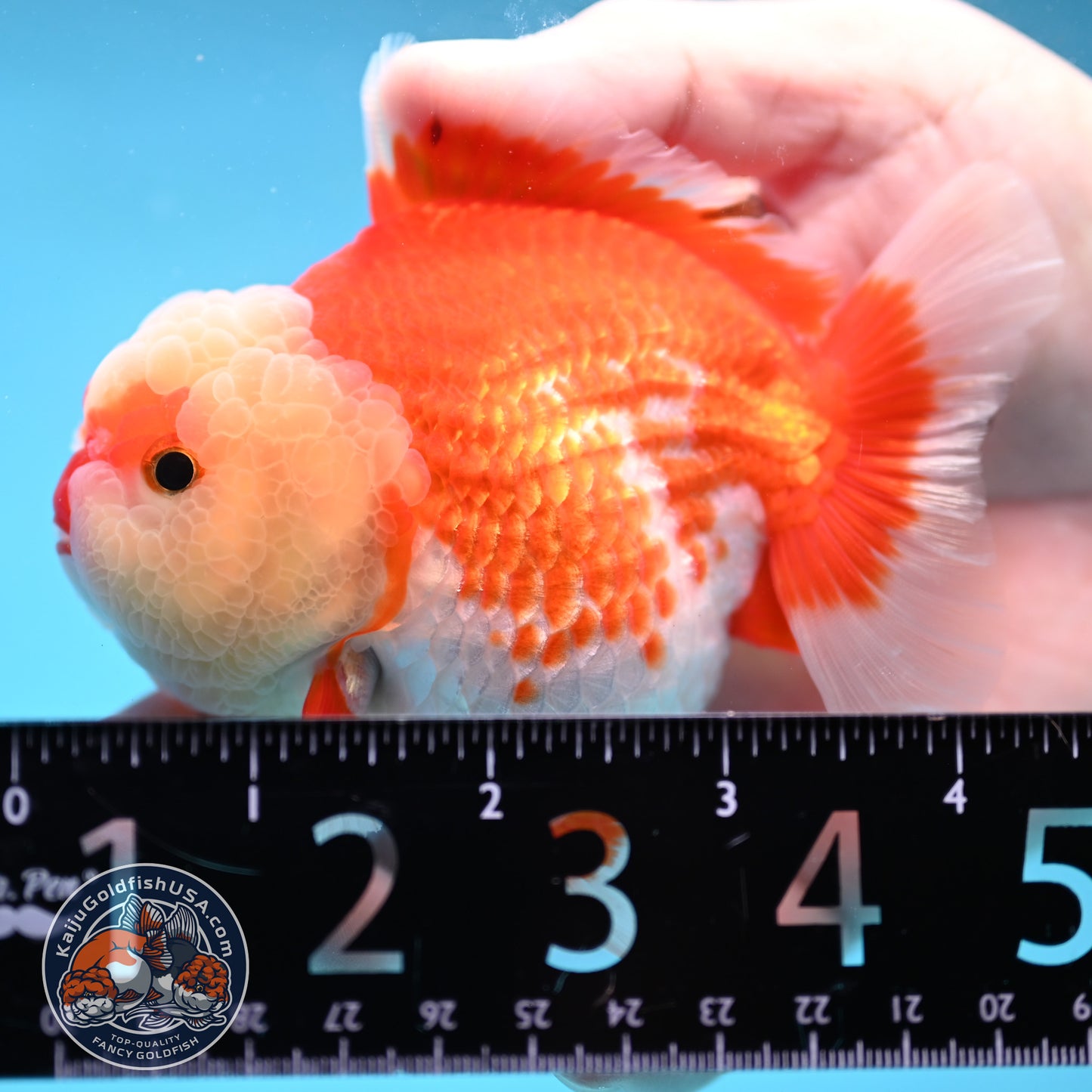 Red White Oranda 3.5 inch Body (251024_OR08)