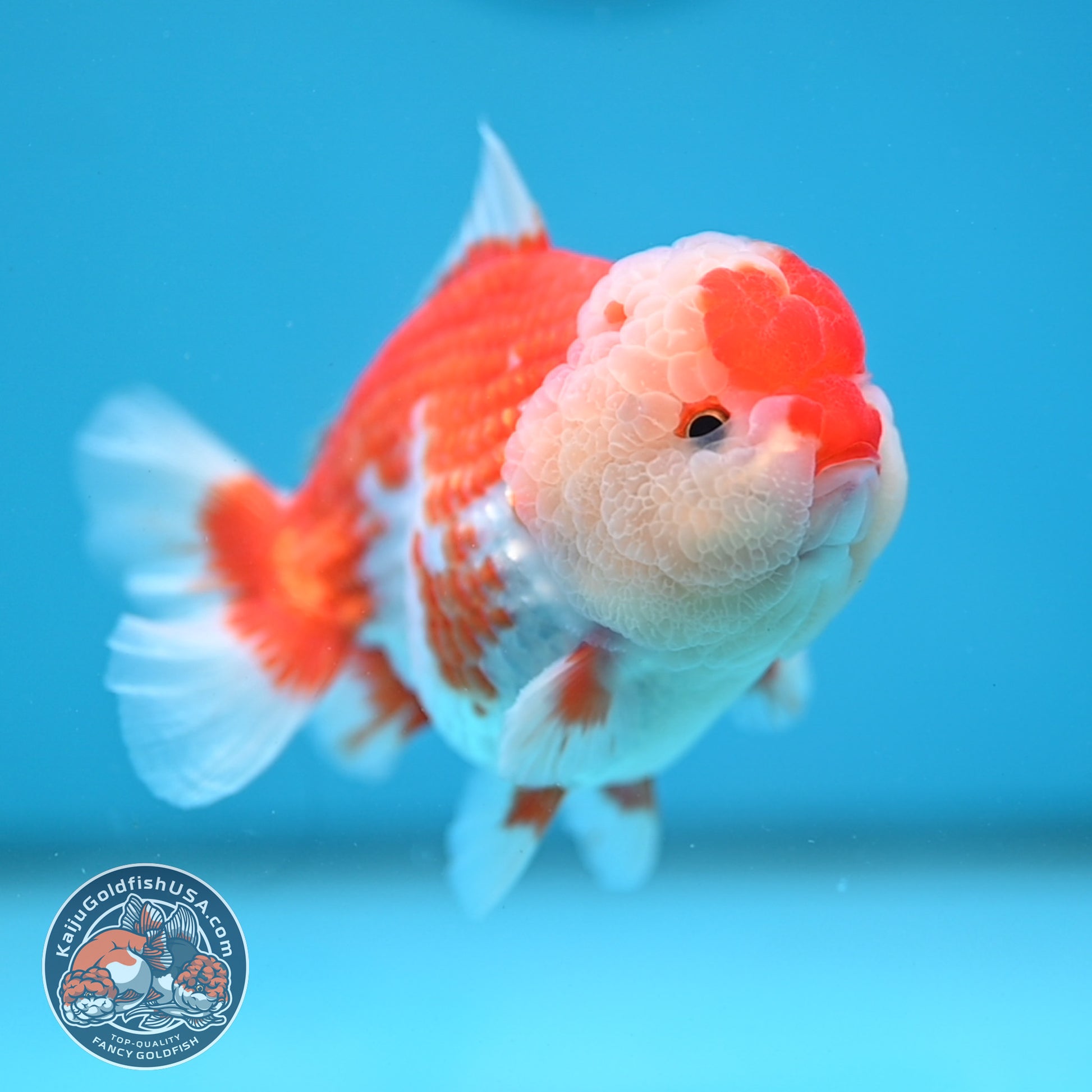 Red White Oranda 3.5 inch Body (251114_OR10)
