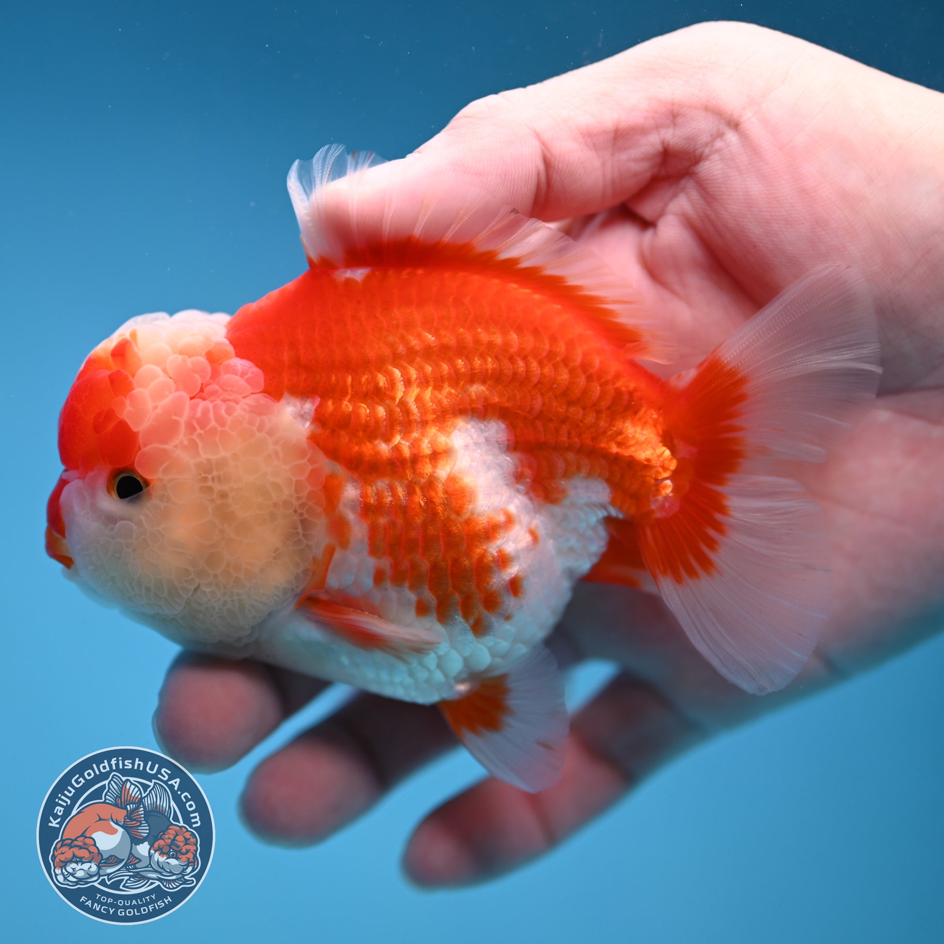 Red White Oranda 3.5 inch Body (251114_OR10)