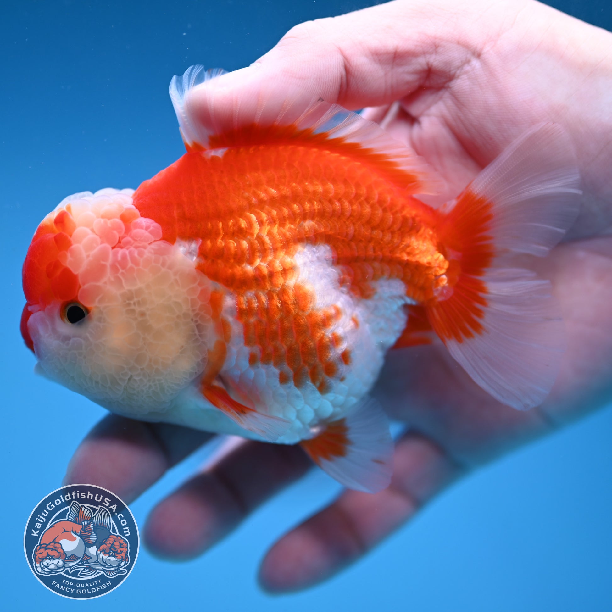 Red White Oranda 3.5 inch Body (251114_OR10)