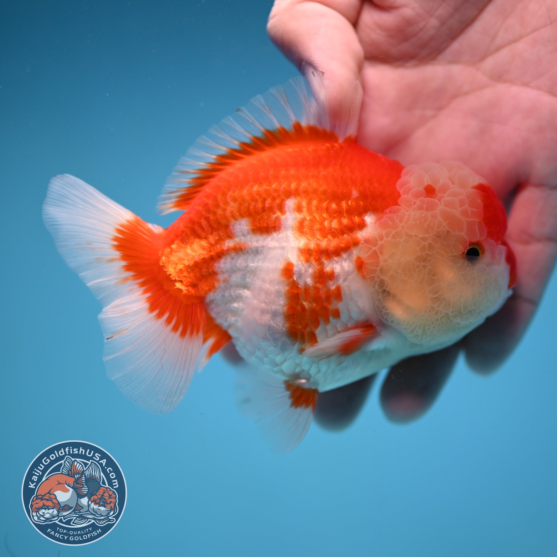 Red White Oranda 3.5 inch Body (251114_OR10)
