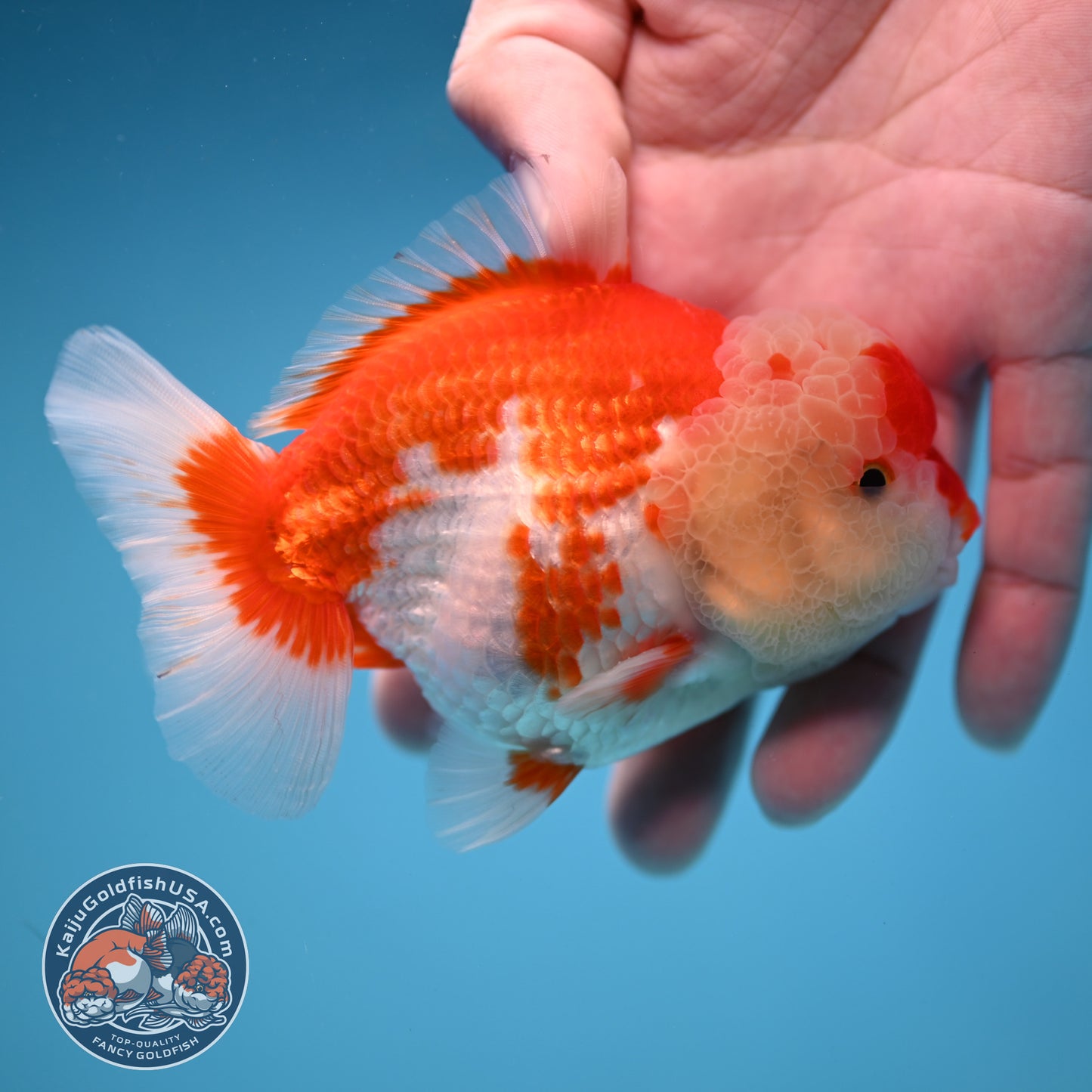 Red White Oranda 3.5 inch Body (251114_OR10)