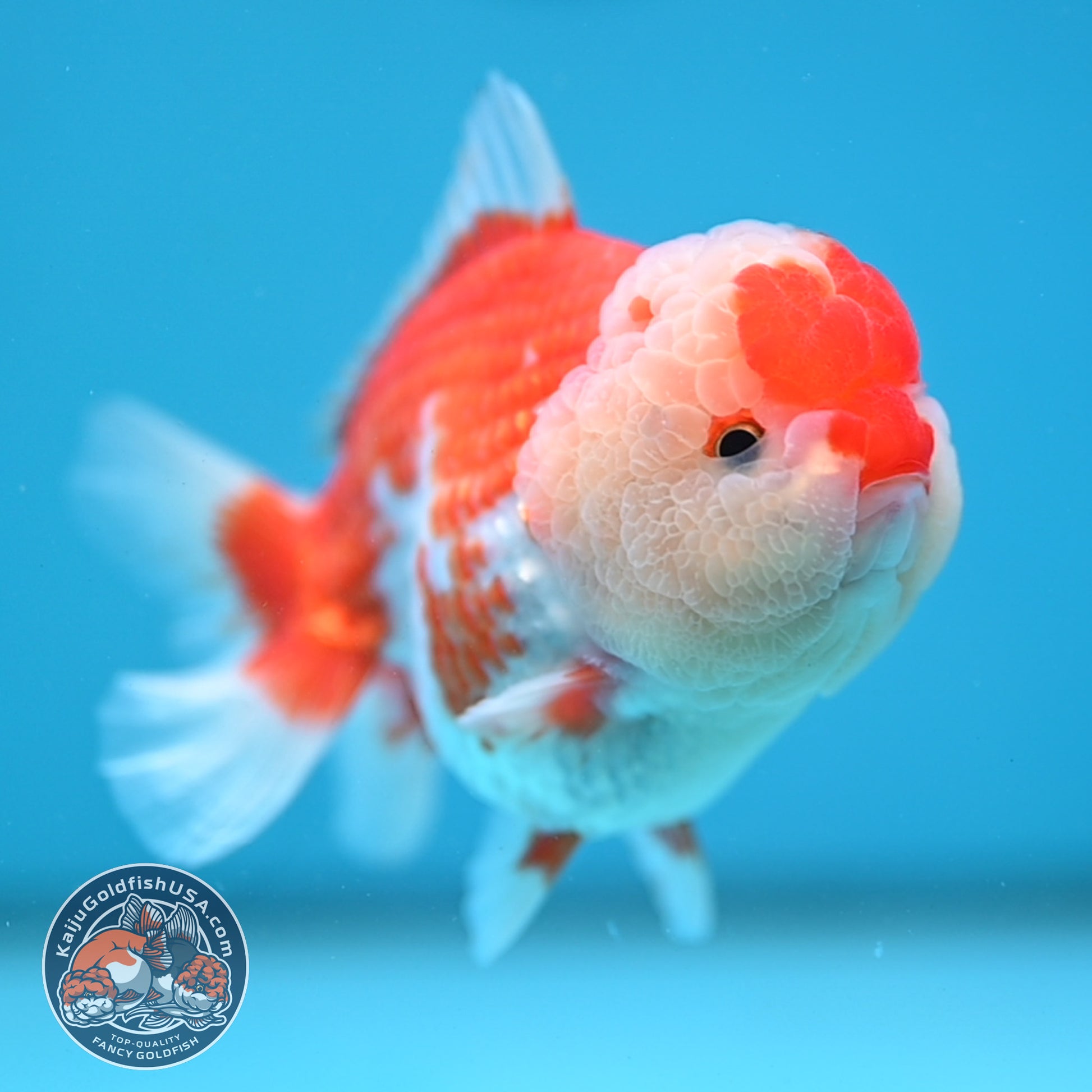 Red White Oranda 3.5 inch Body (251114_OR10)