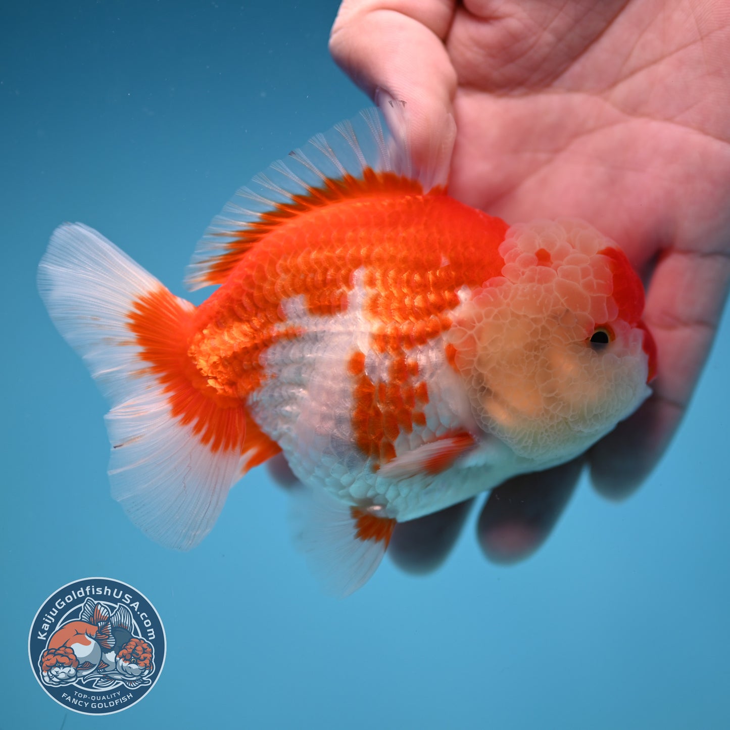 Red White Oranda 3.5 inch Body (251114_OR10)
