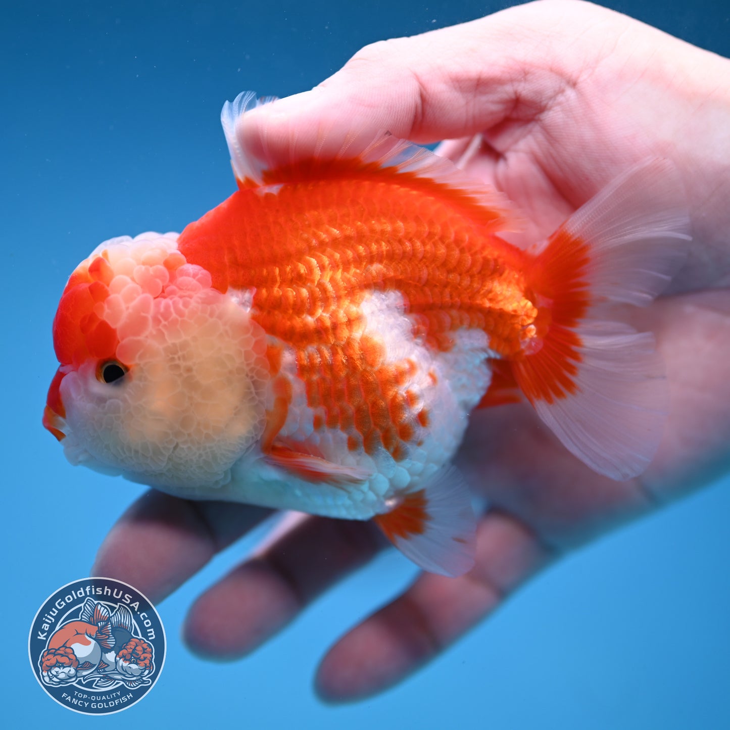 Red White Oranda 3.5 inch Body (251114_OR10)
