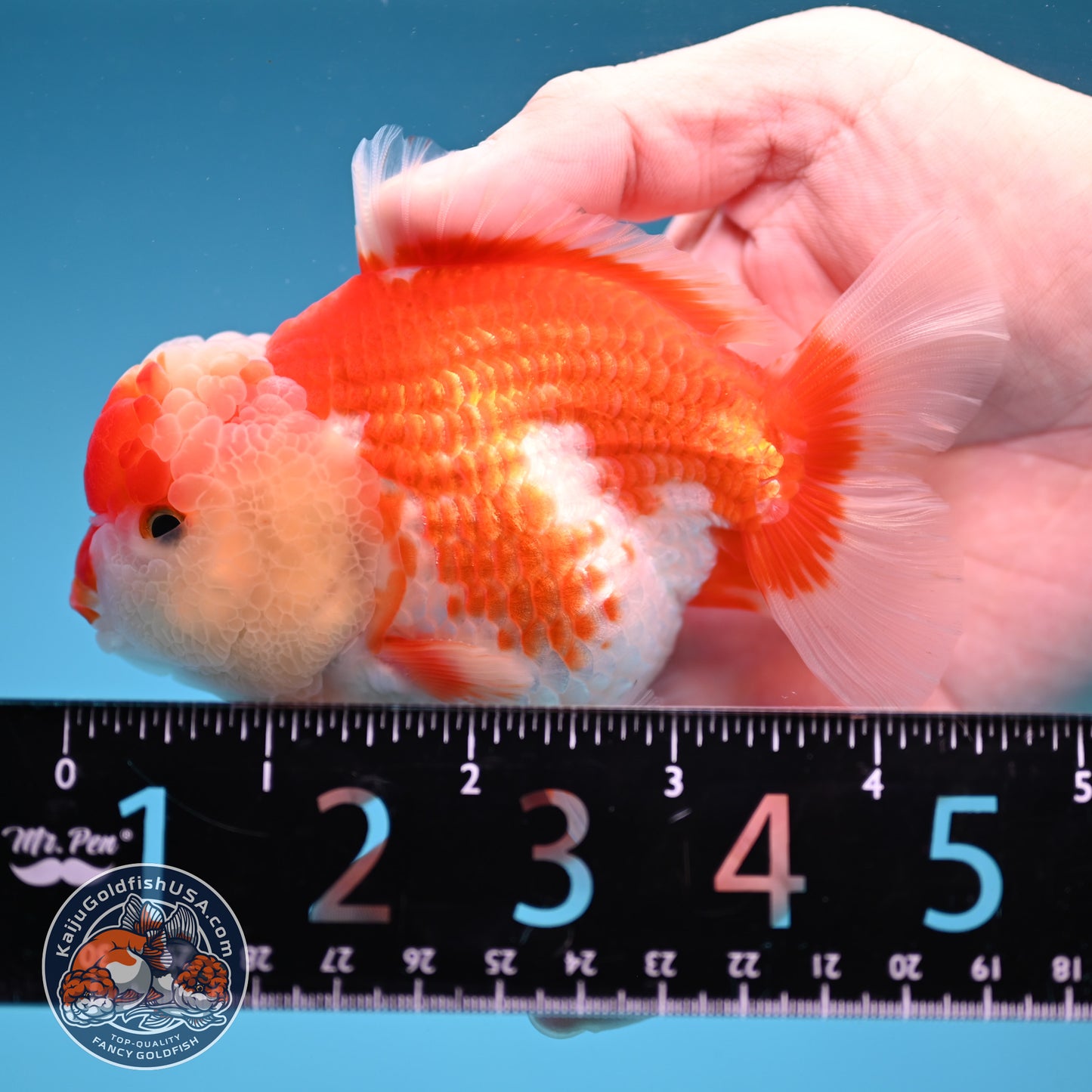 Red White Oranda 3.5 inch Body (251114_OR10)