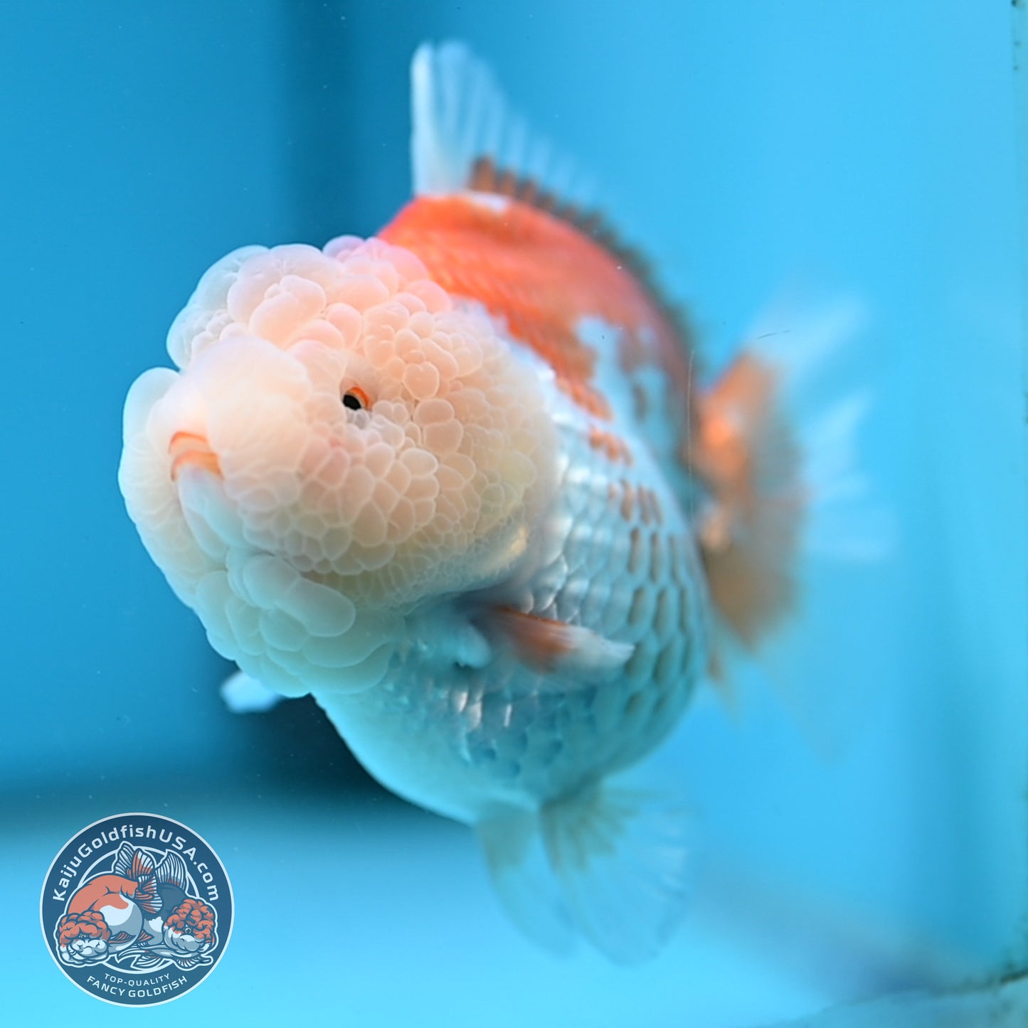 Red White Oranda 3.5 inch Body (251114_OR11)